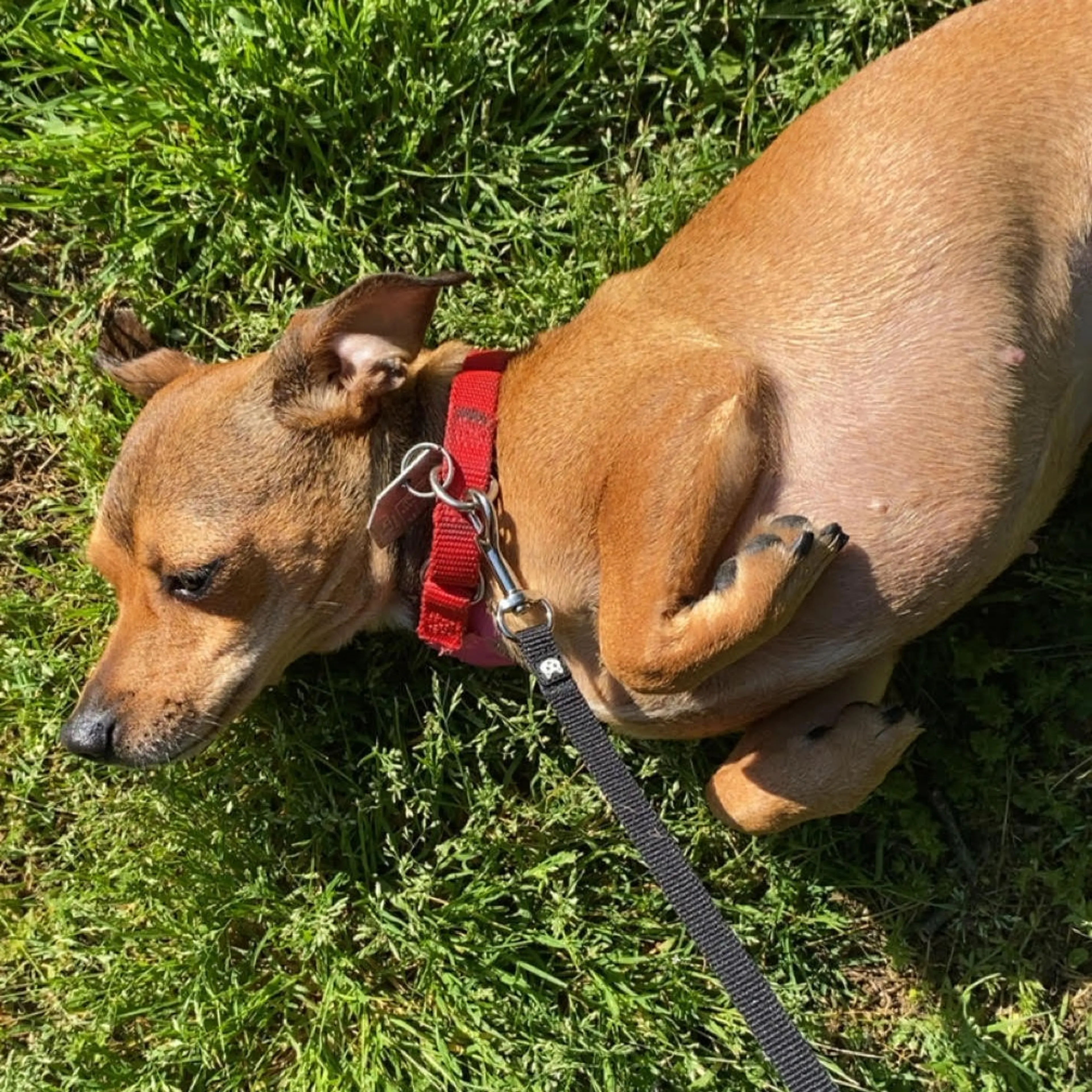 Found pet-4