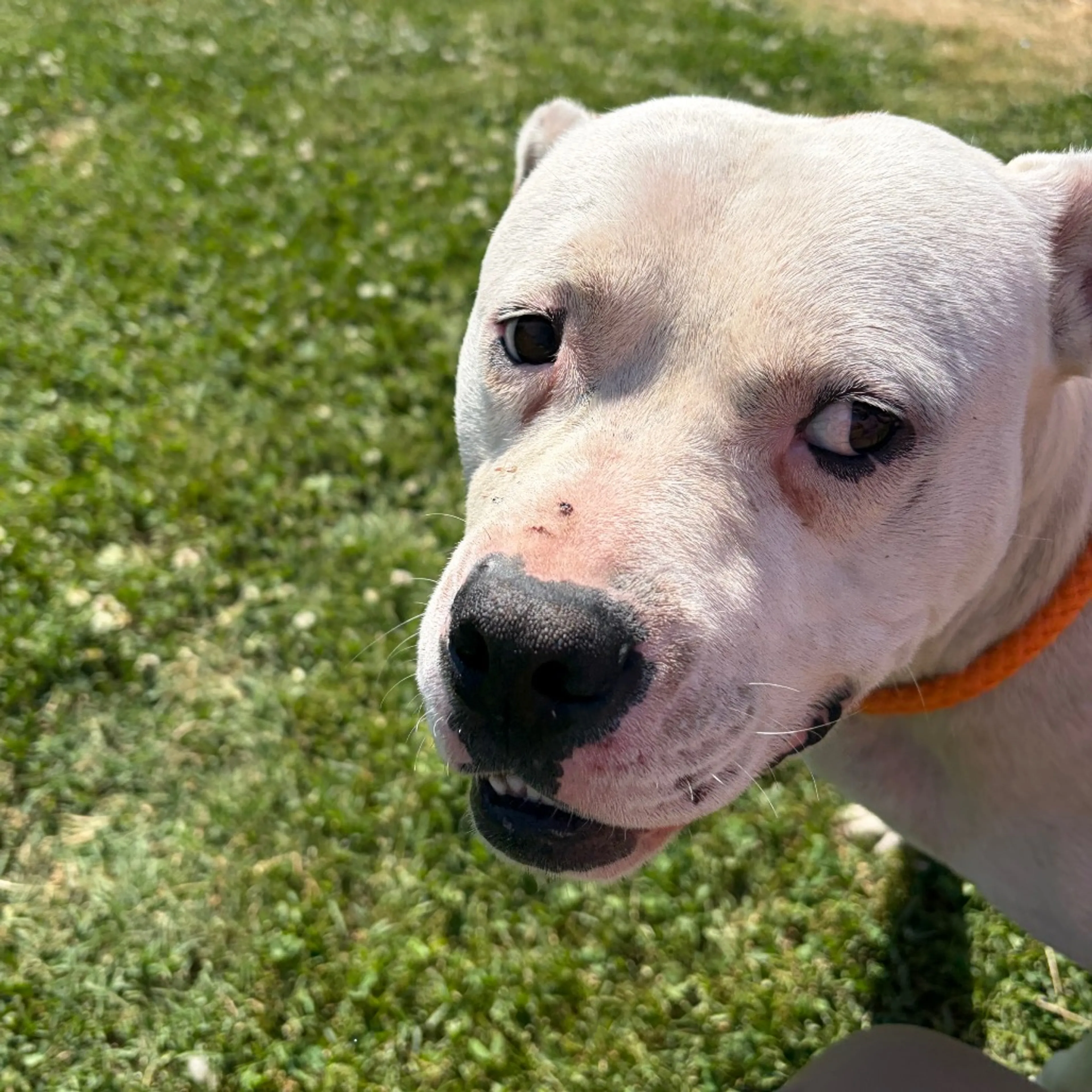 Found pet-1