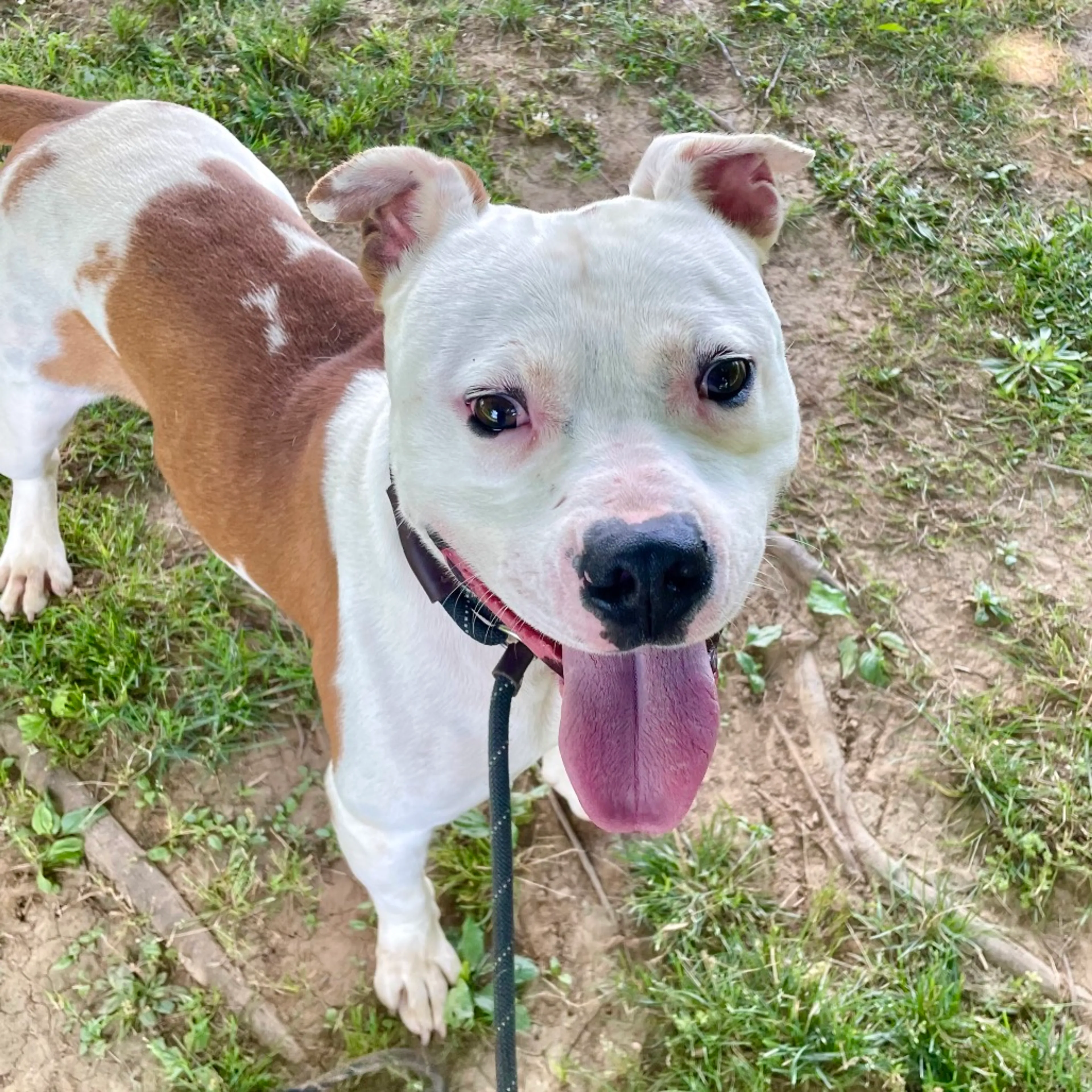 Found pet-3
