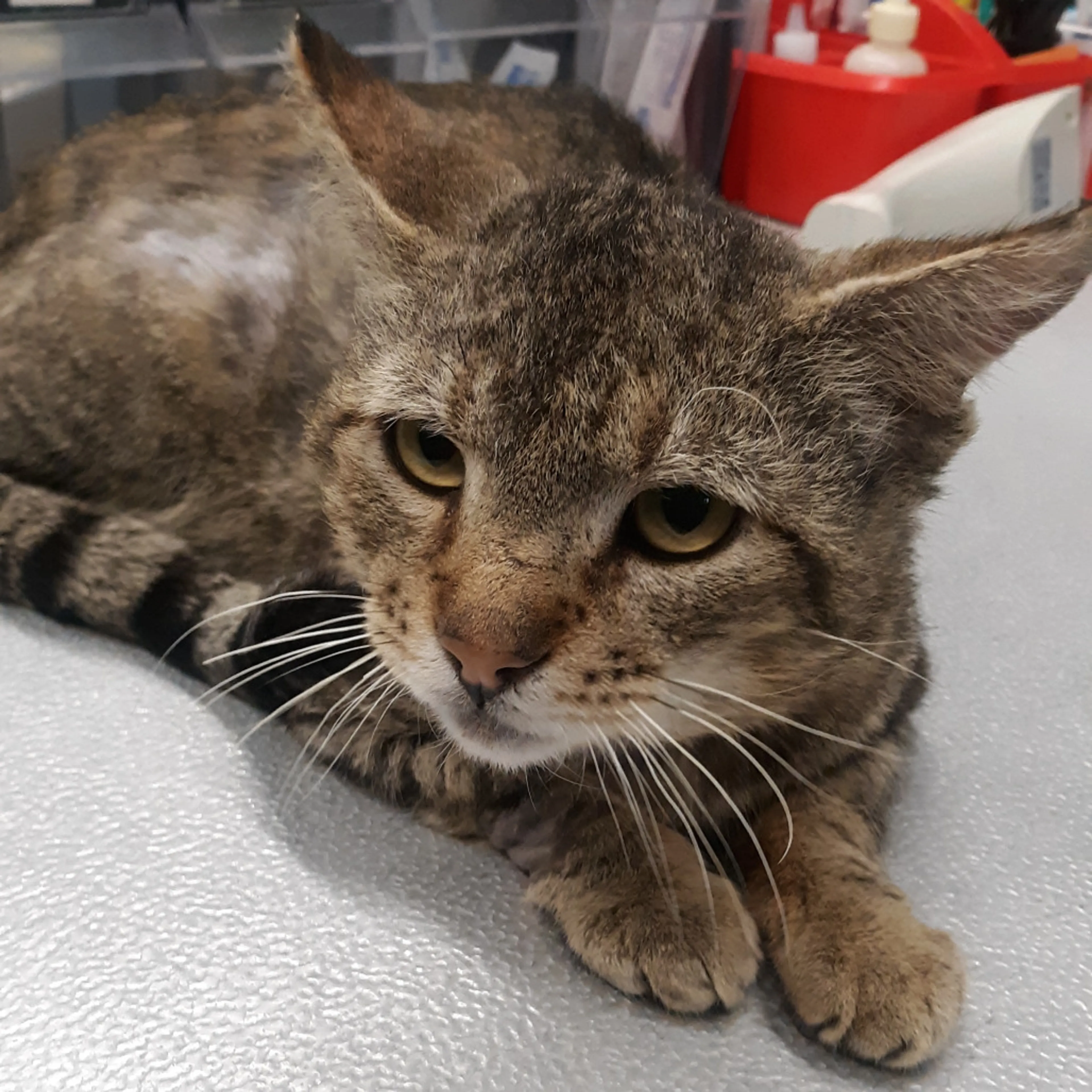 Found pet