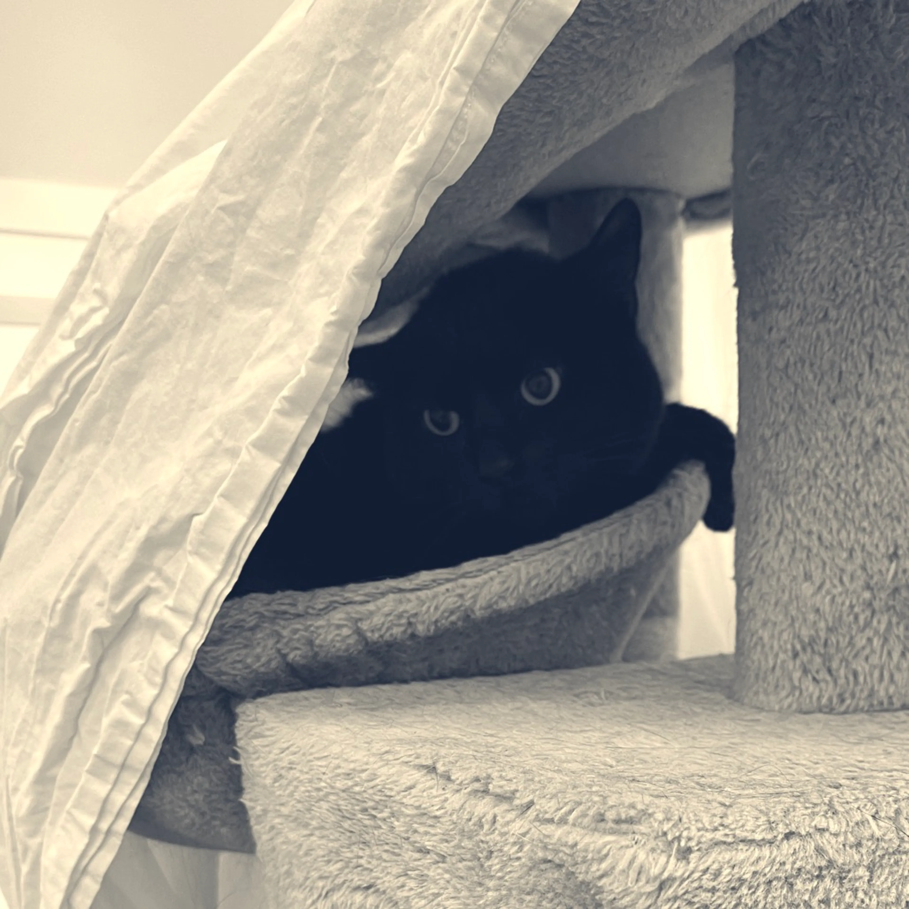 Found pet-1
