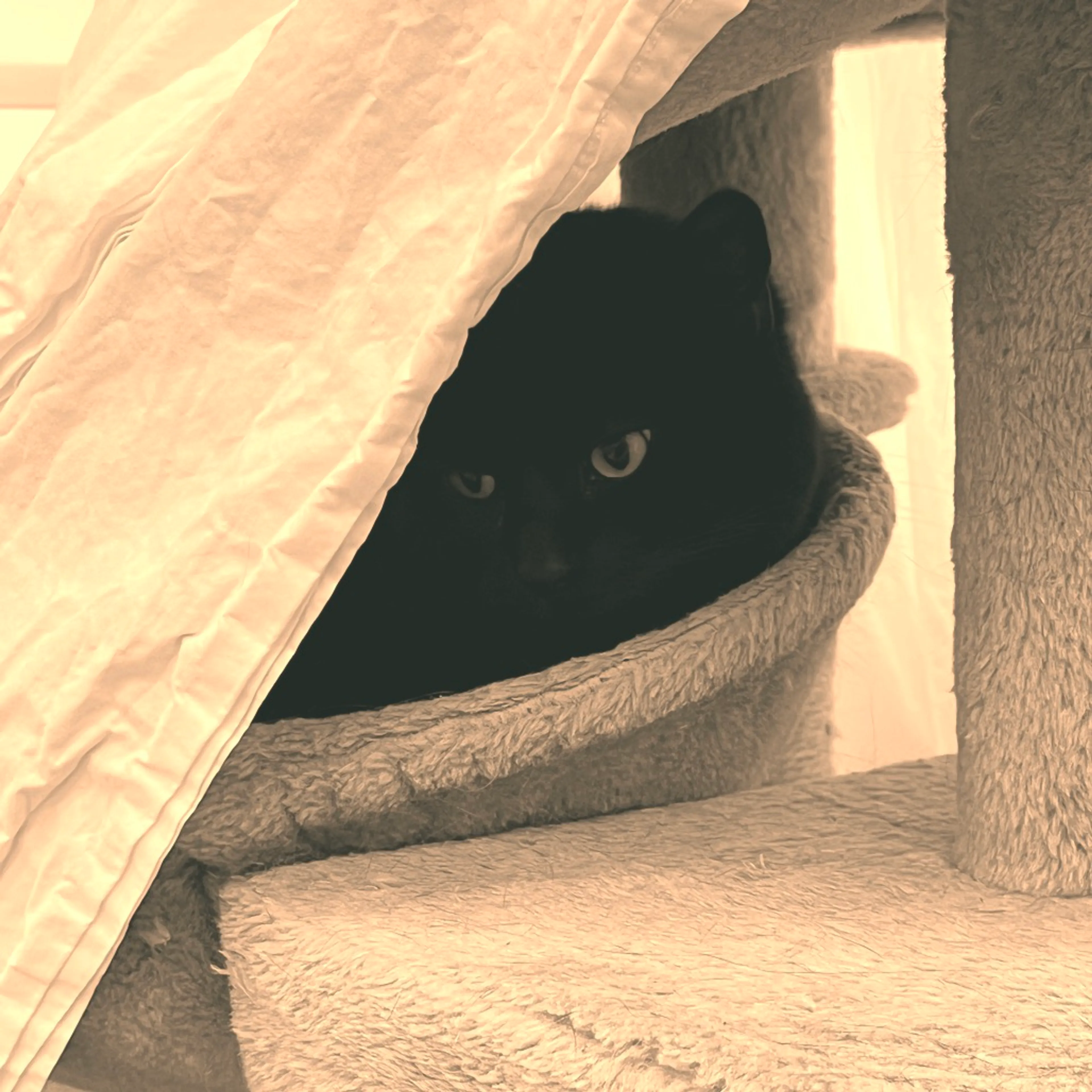 Found pet-0