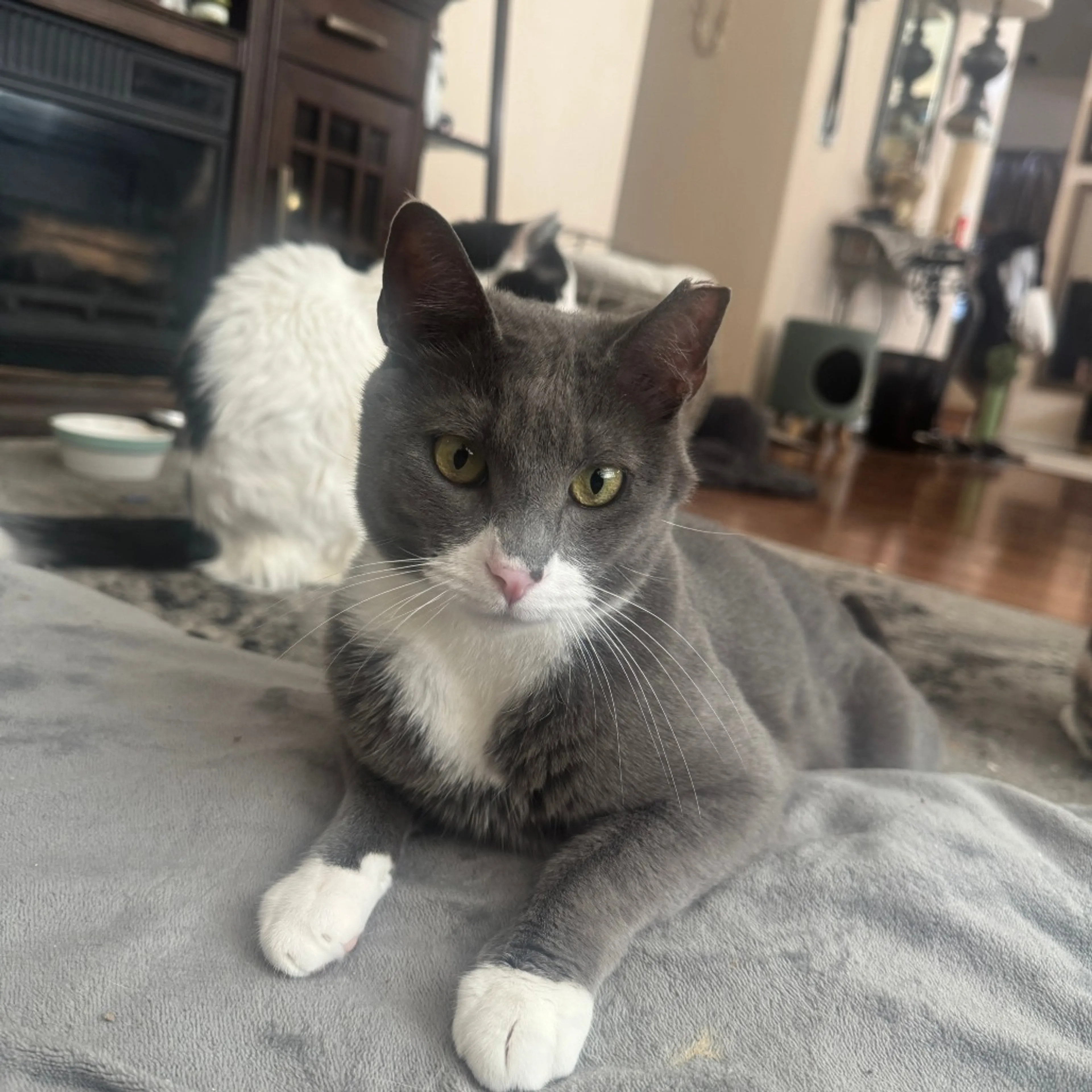 Found pet-1