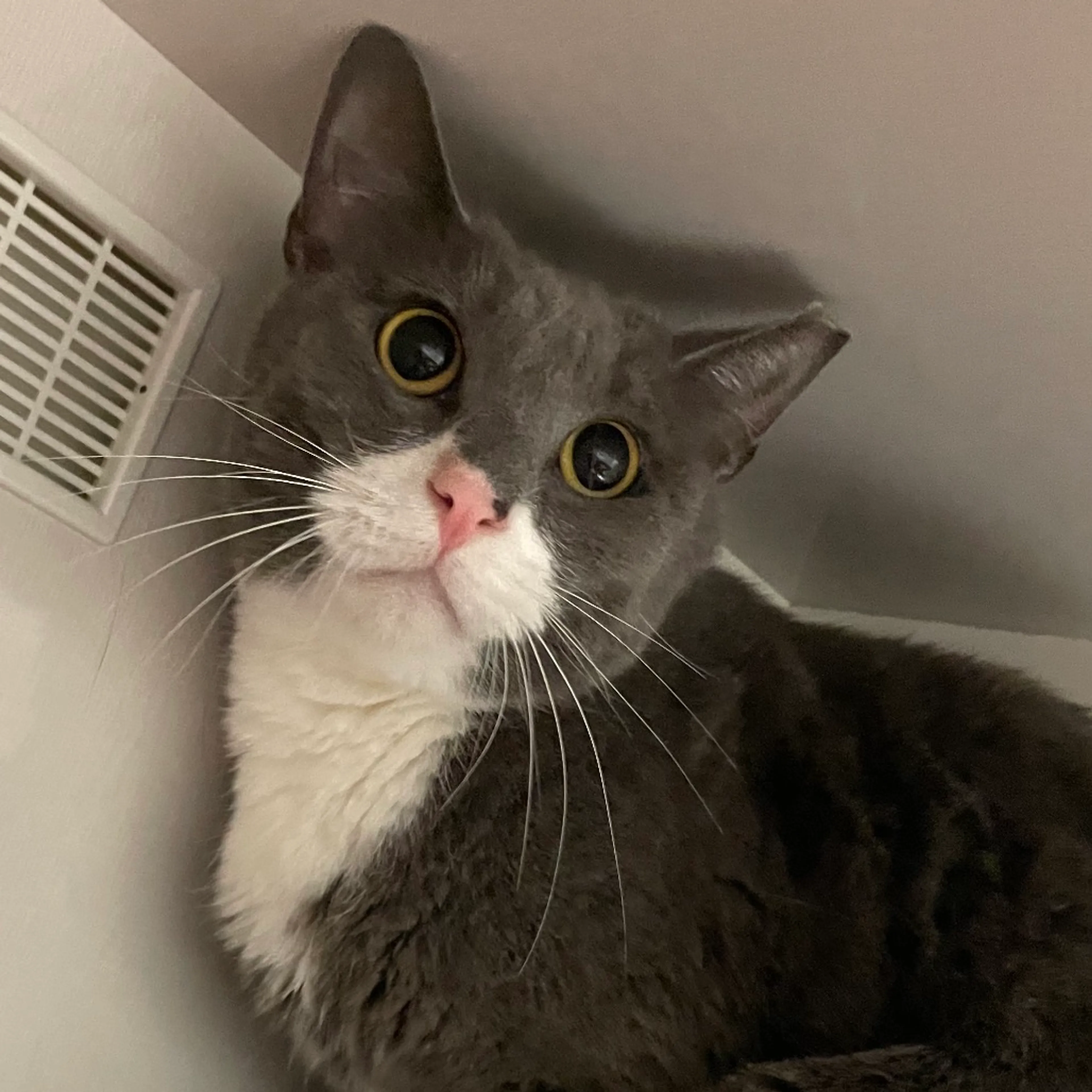 Found pet-3