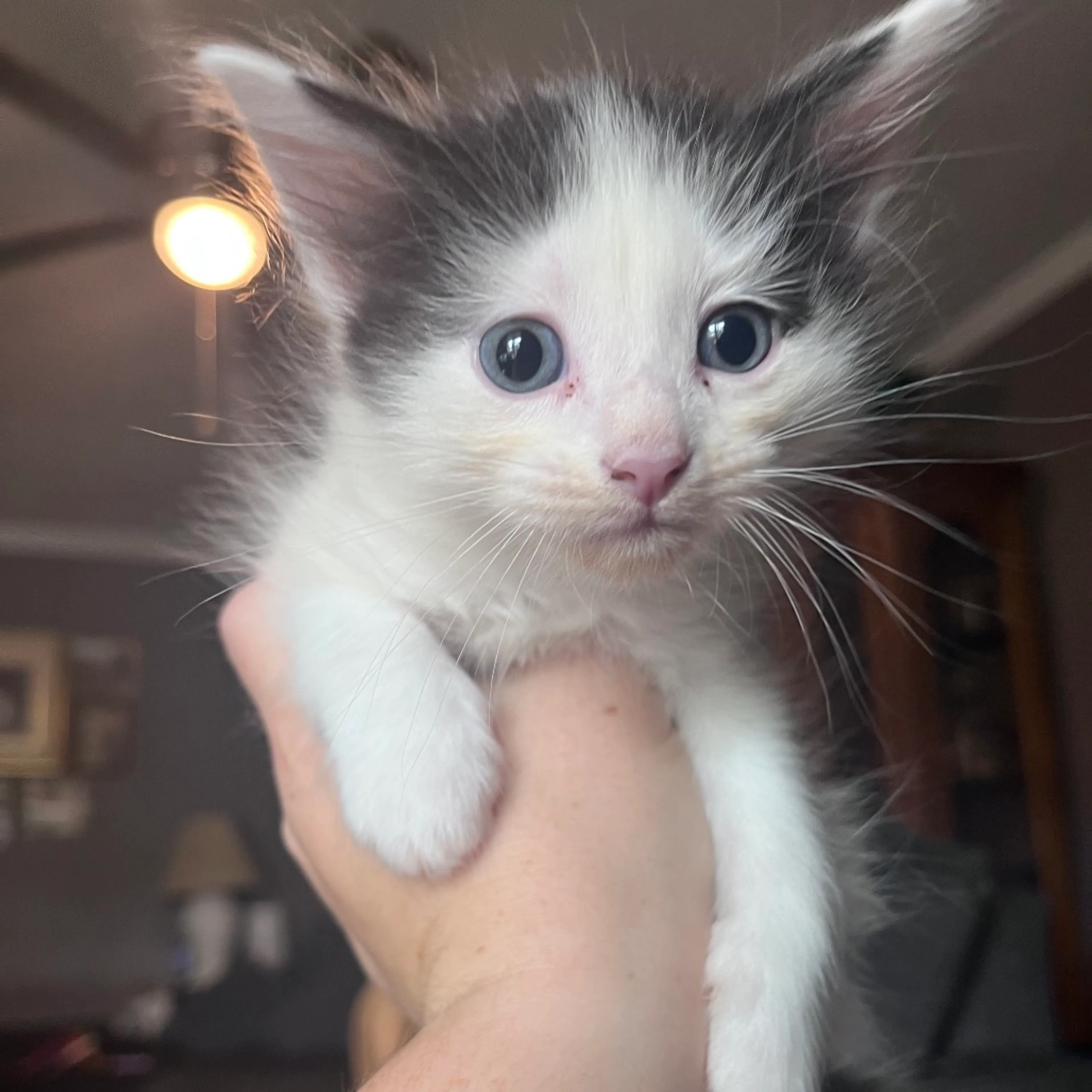 Found pet