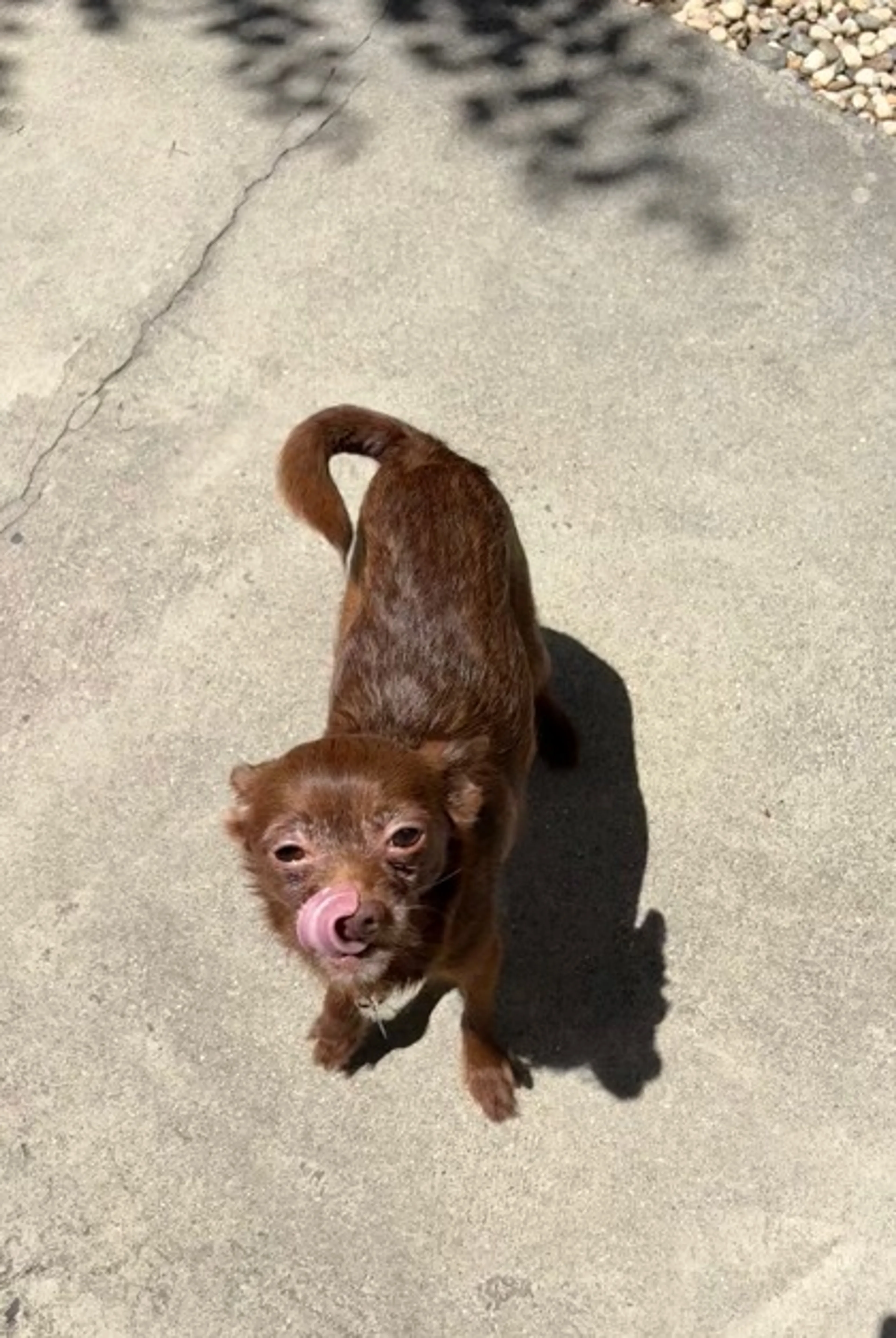 Found pet-2