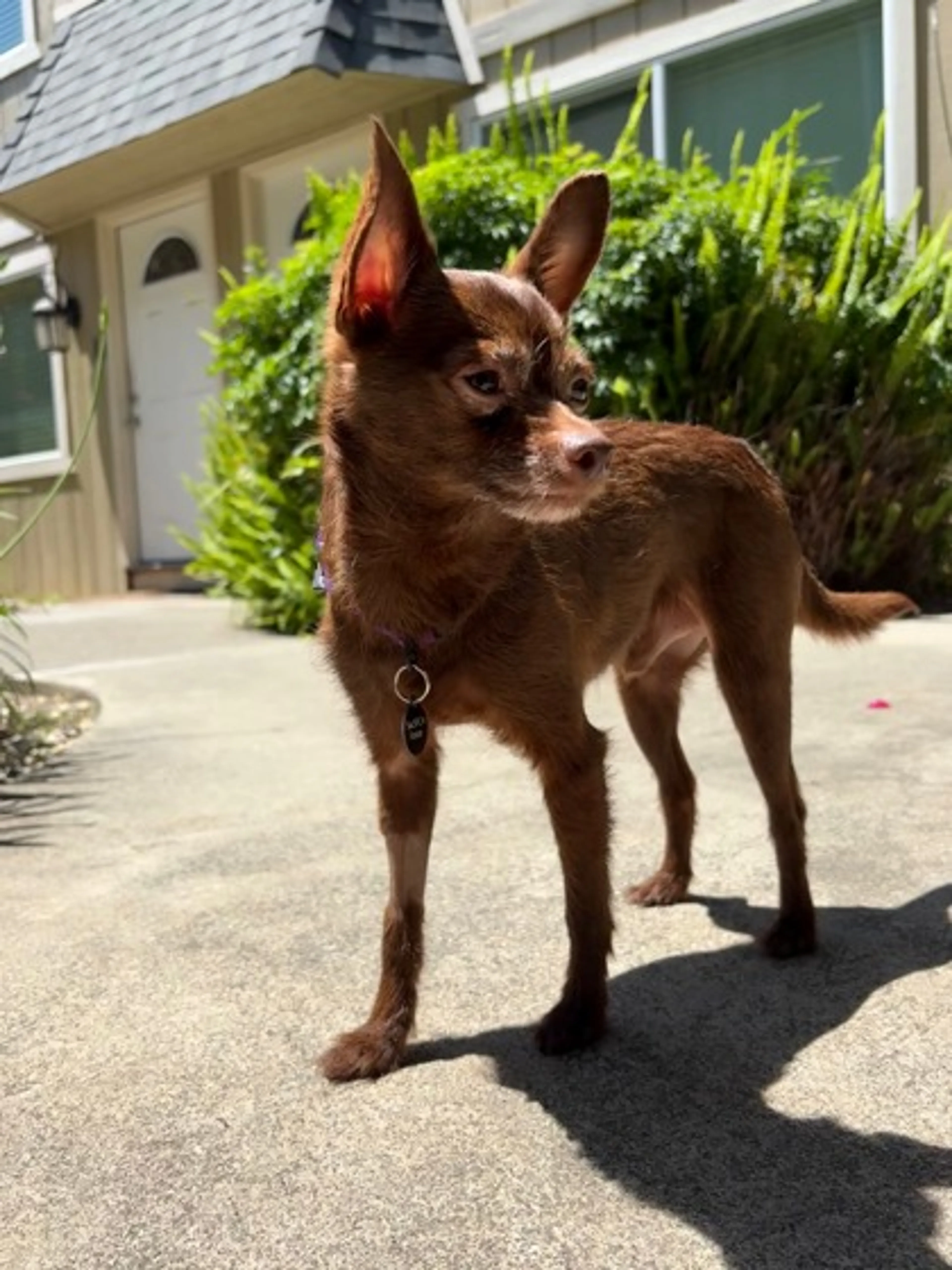 Found pet-1