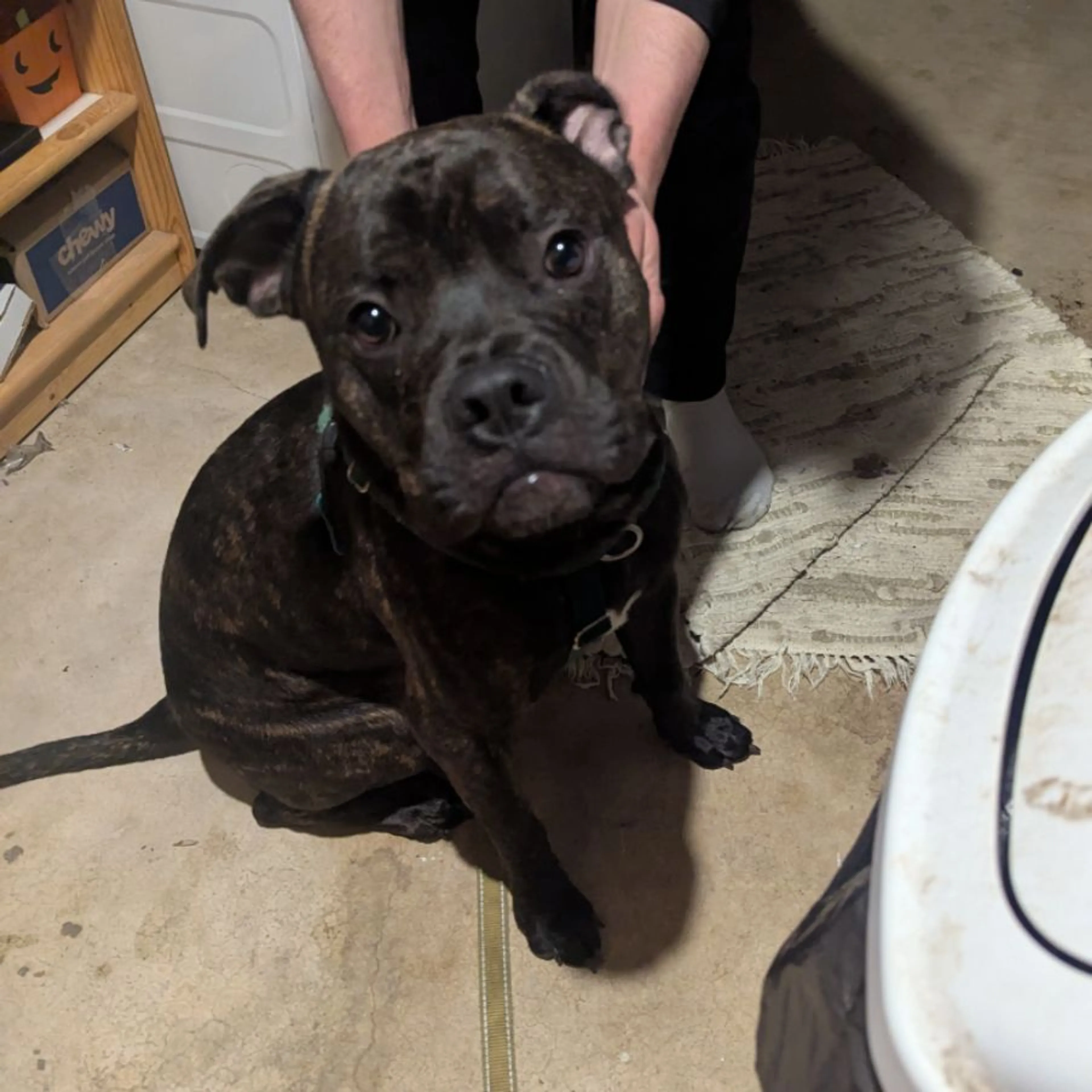 Found pet