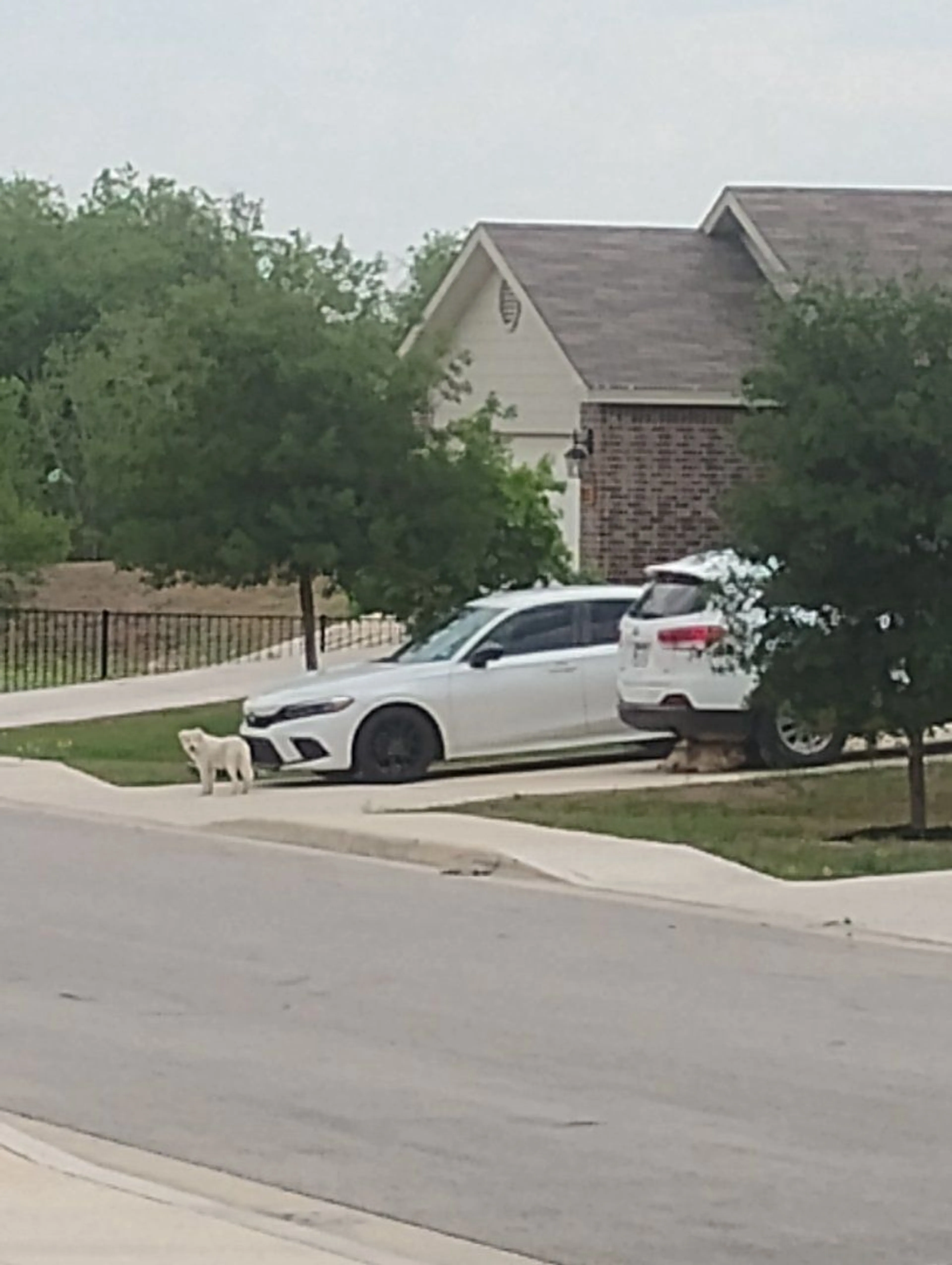 Lost pet-0
