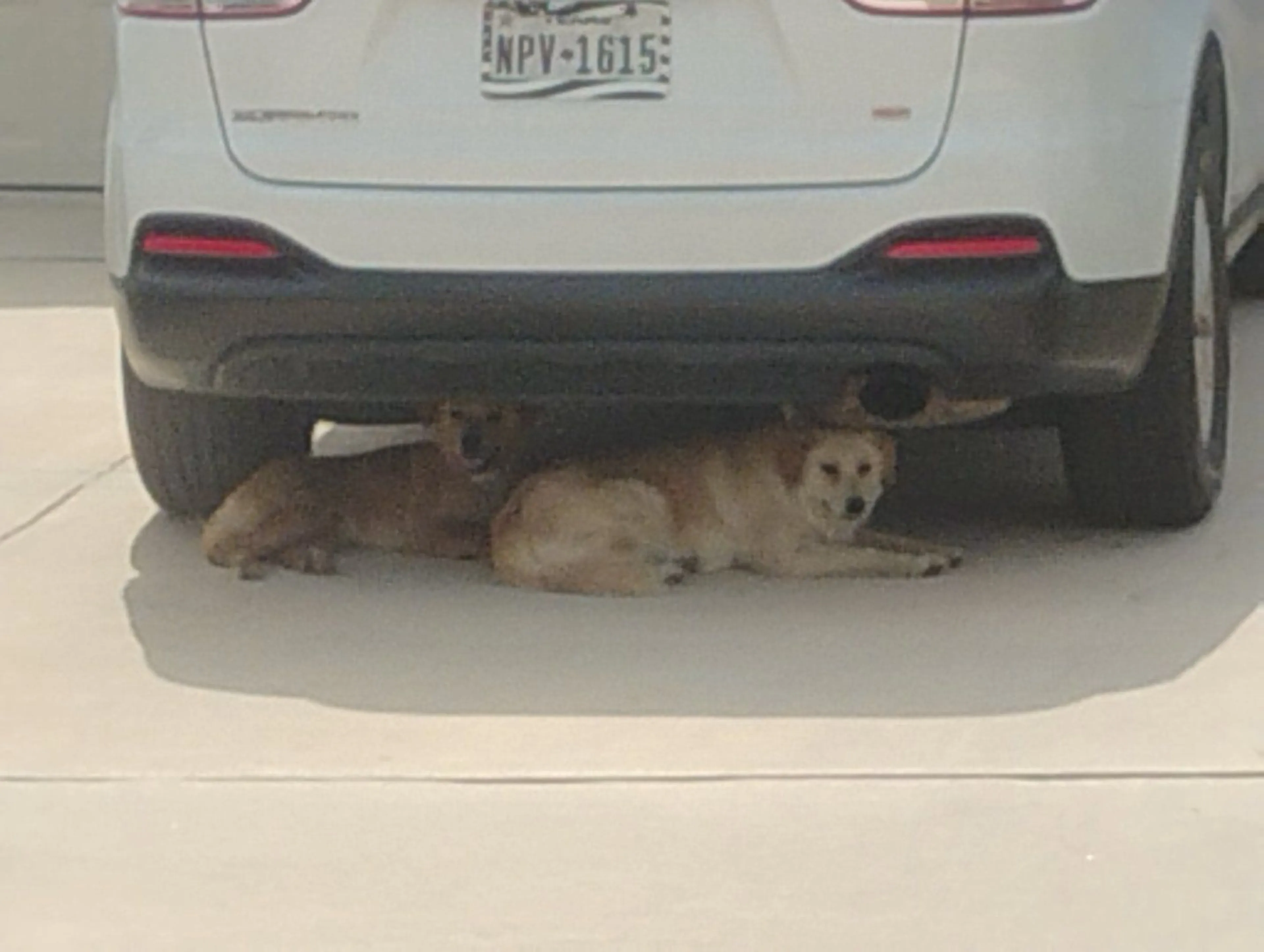 Lost pet-2
