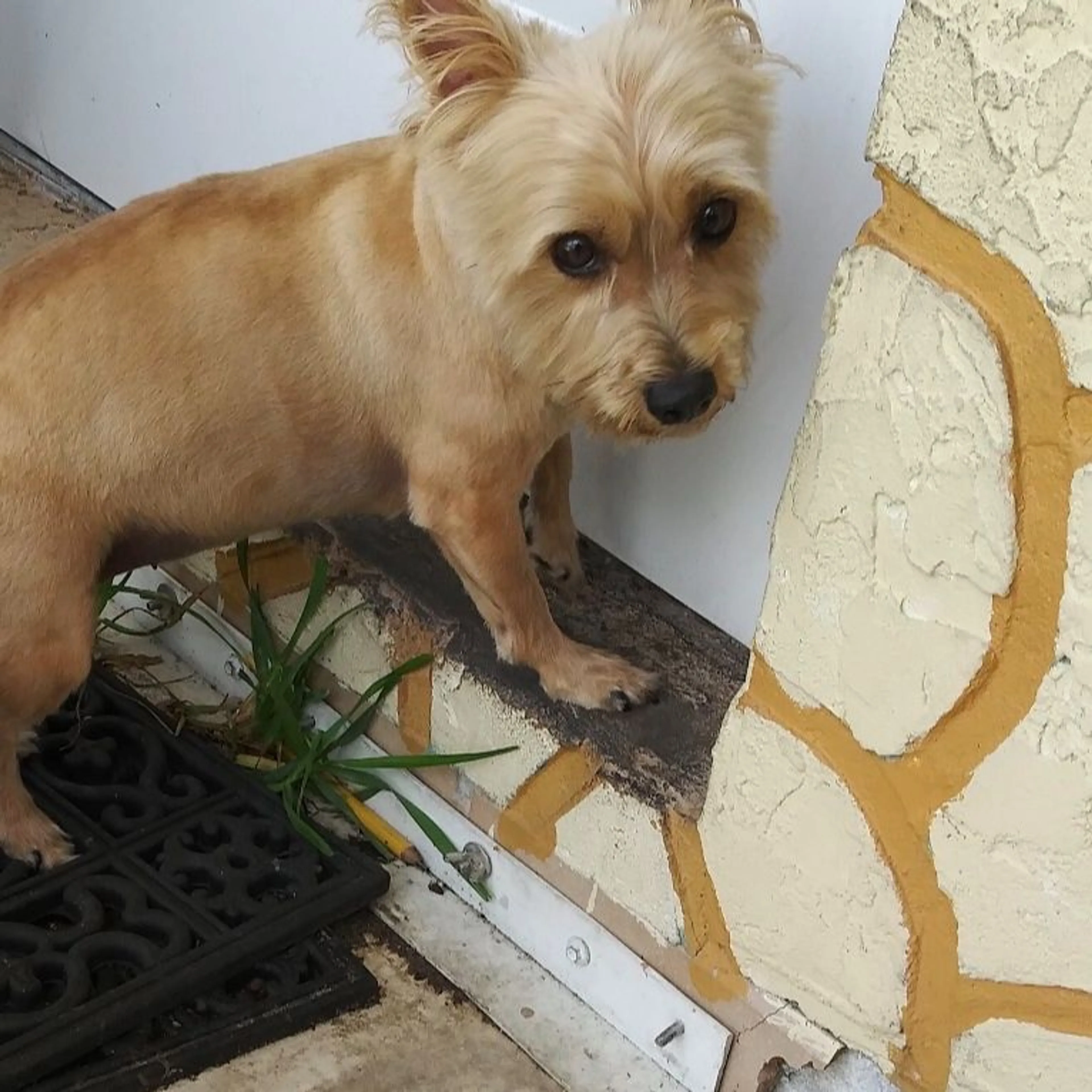 Lost pet-0