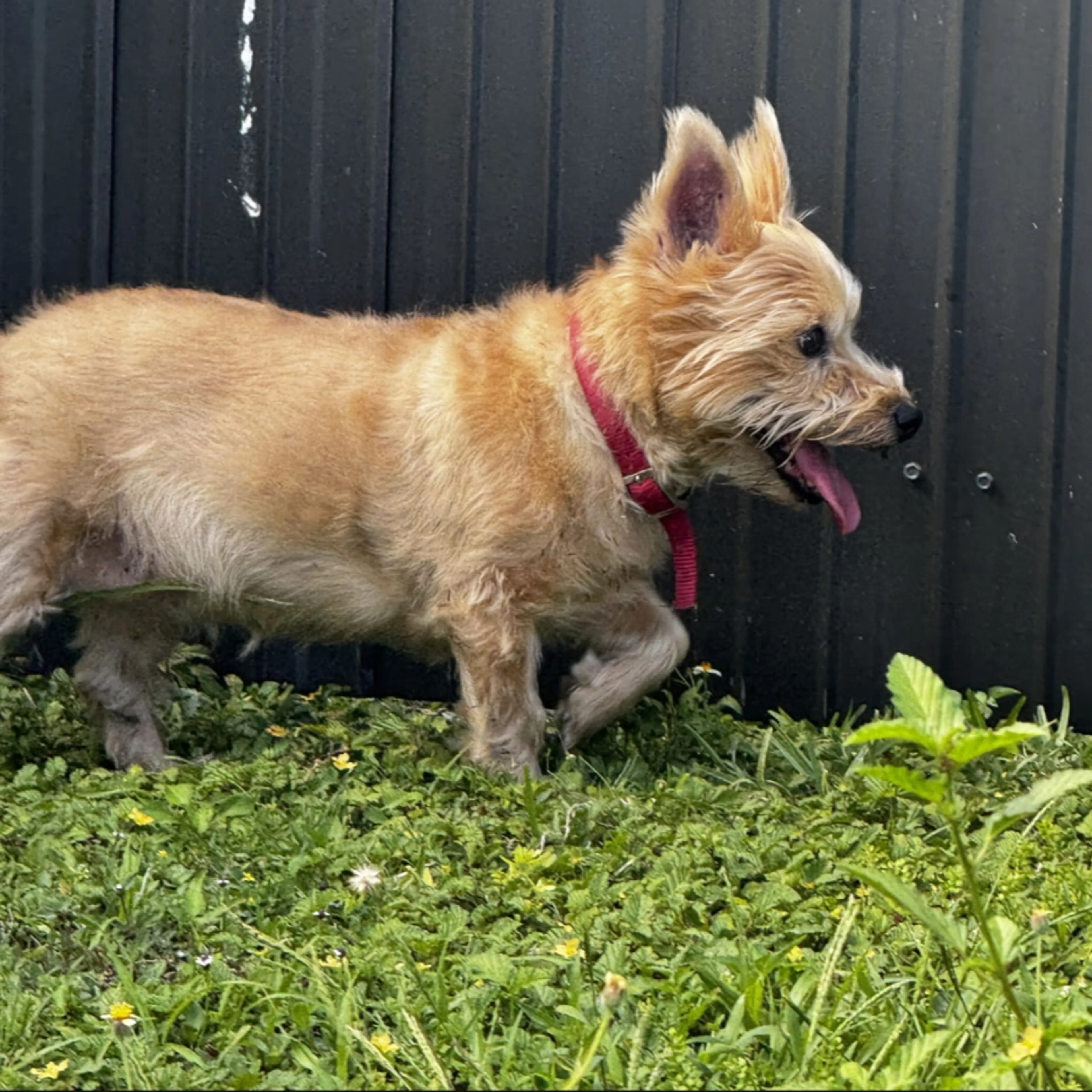 Lost pet-1
