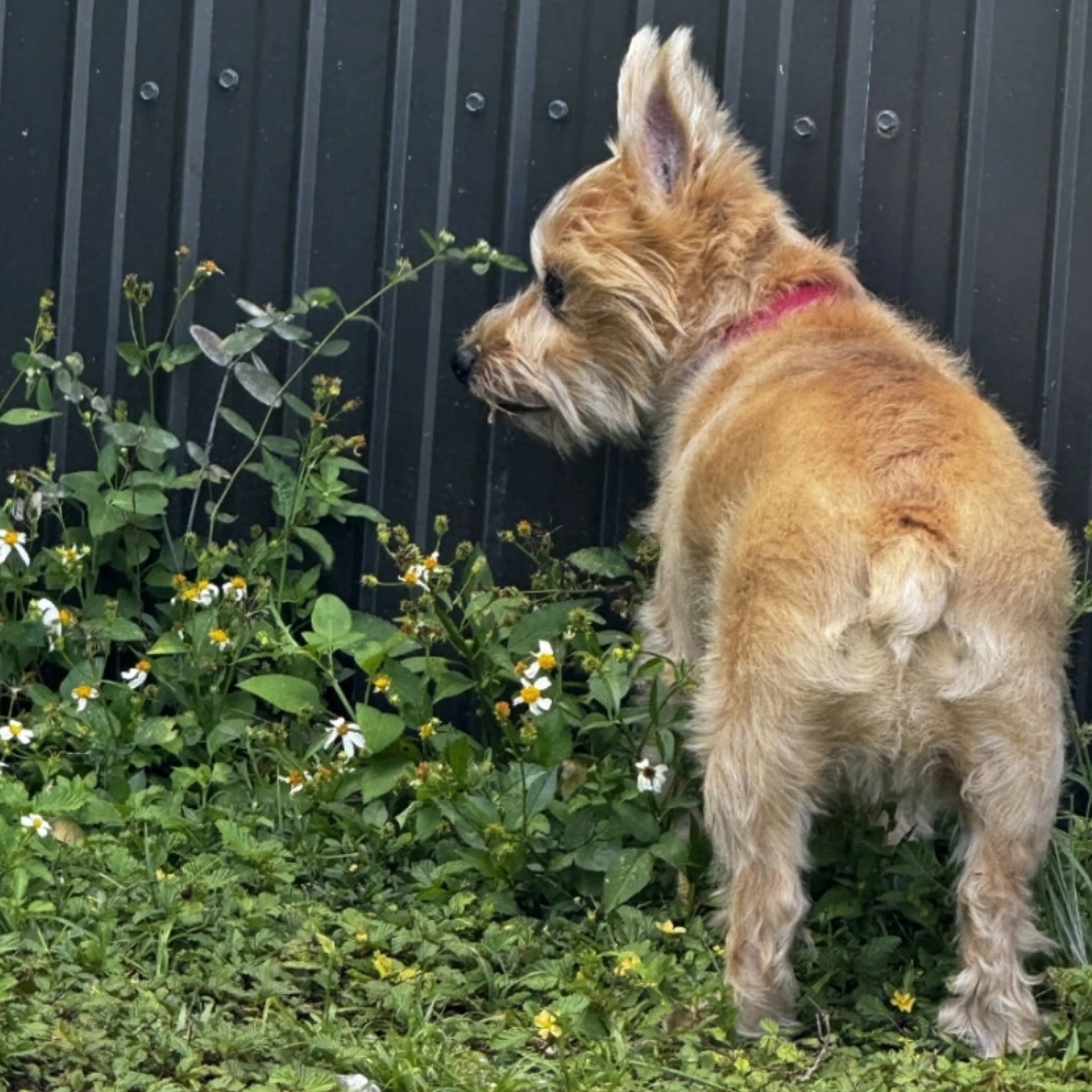 Lost pet-2