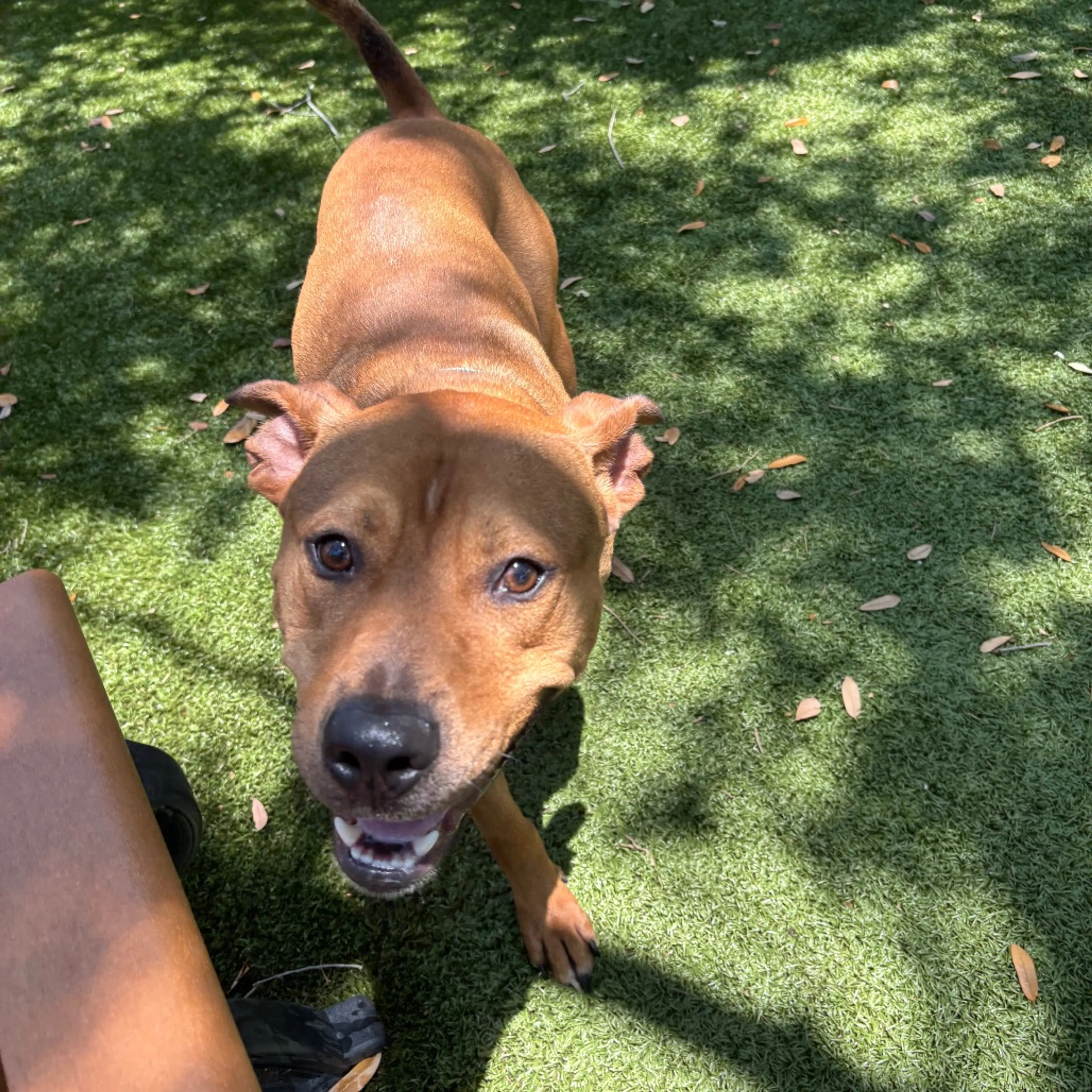Found pet-3