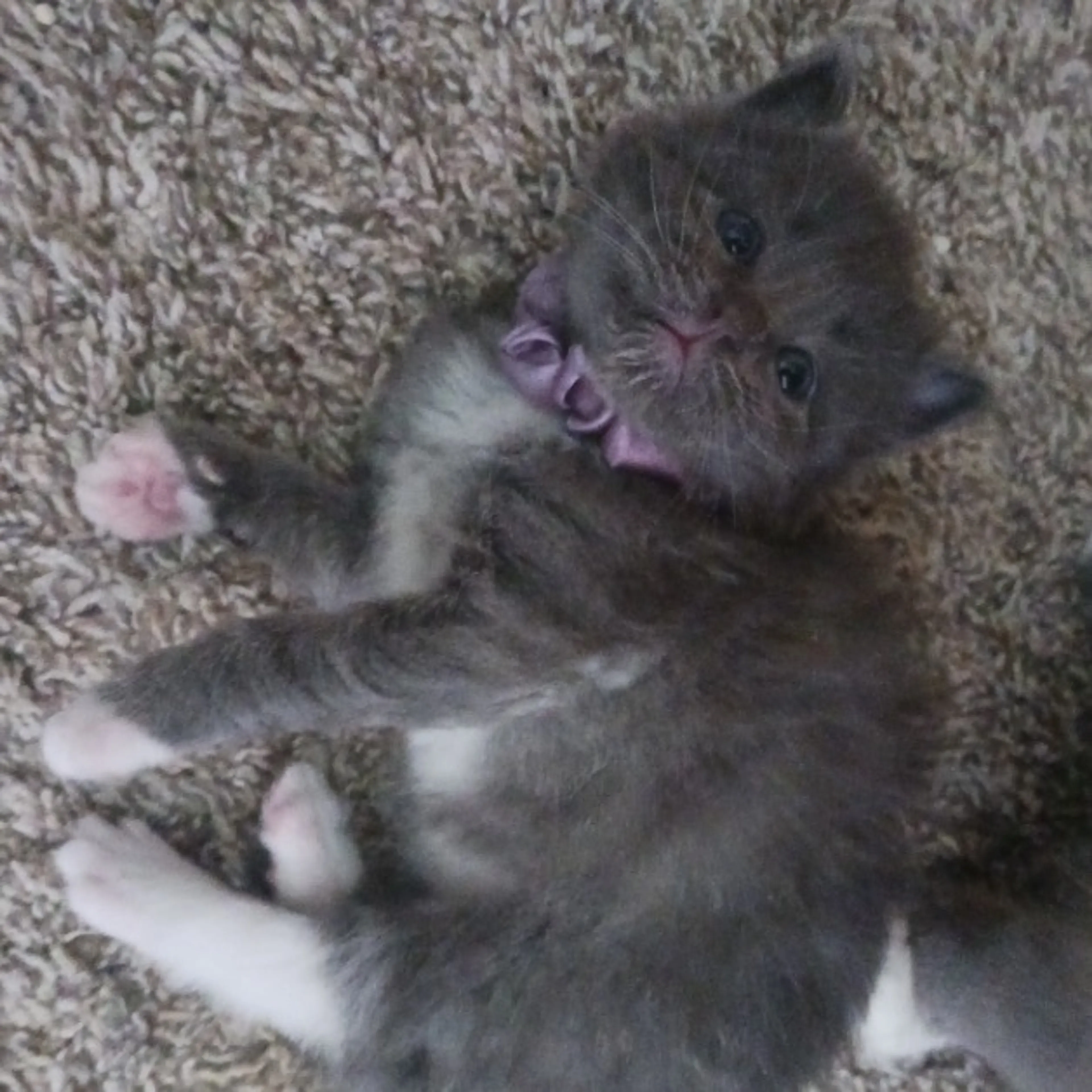 Found pet-1