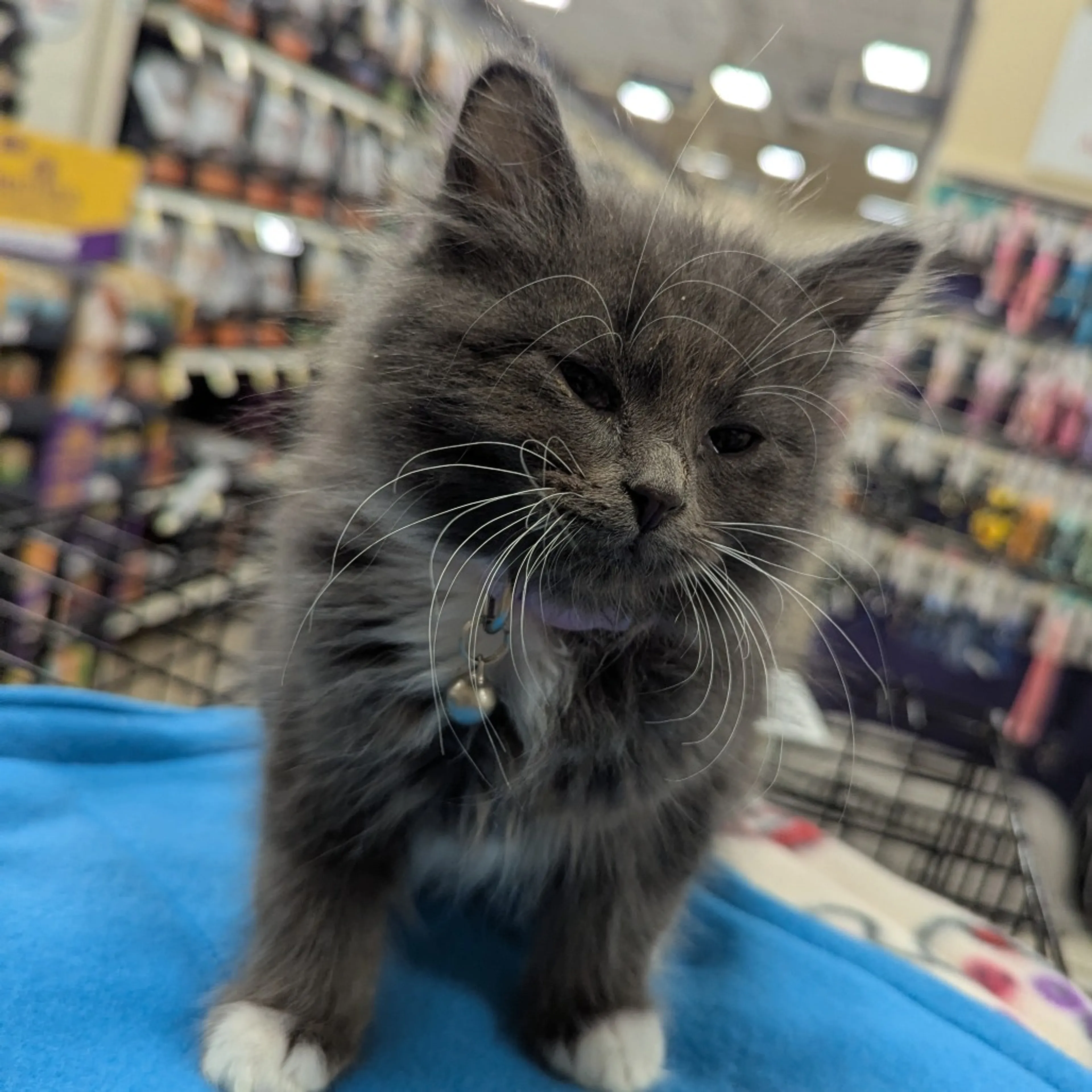 Found pet-0