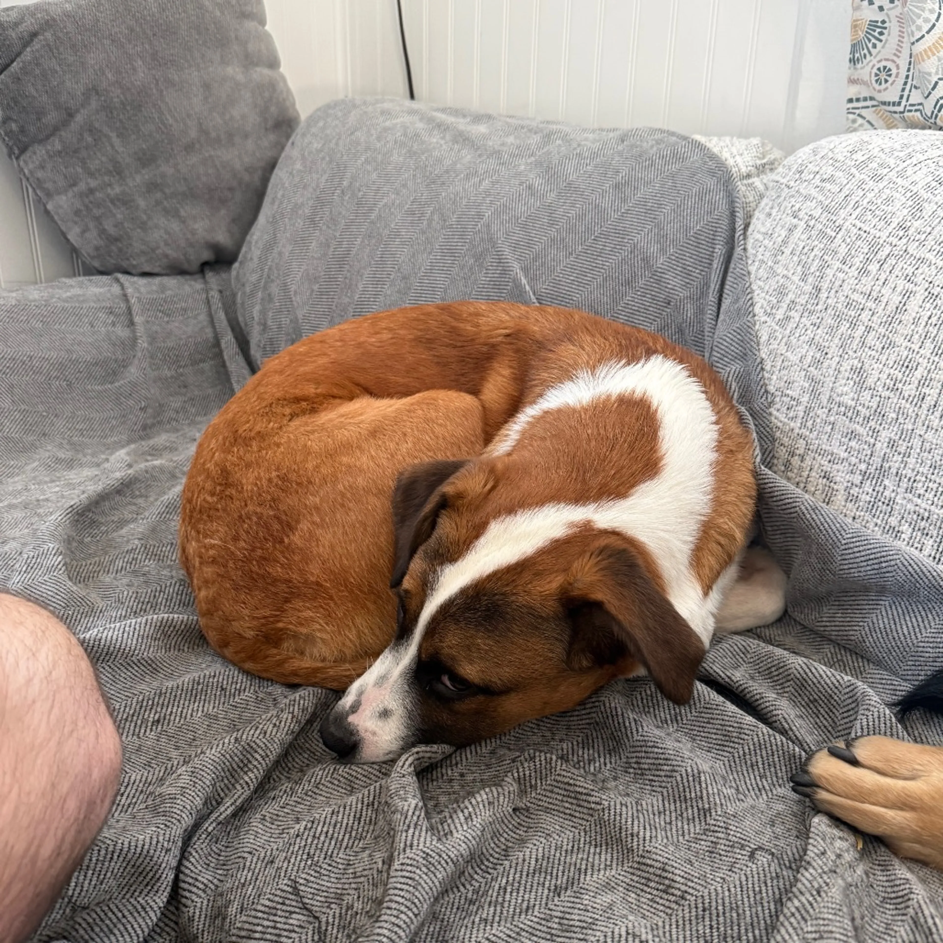 Found pet-7
