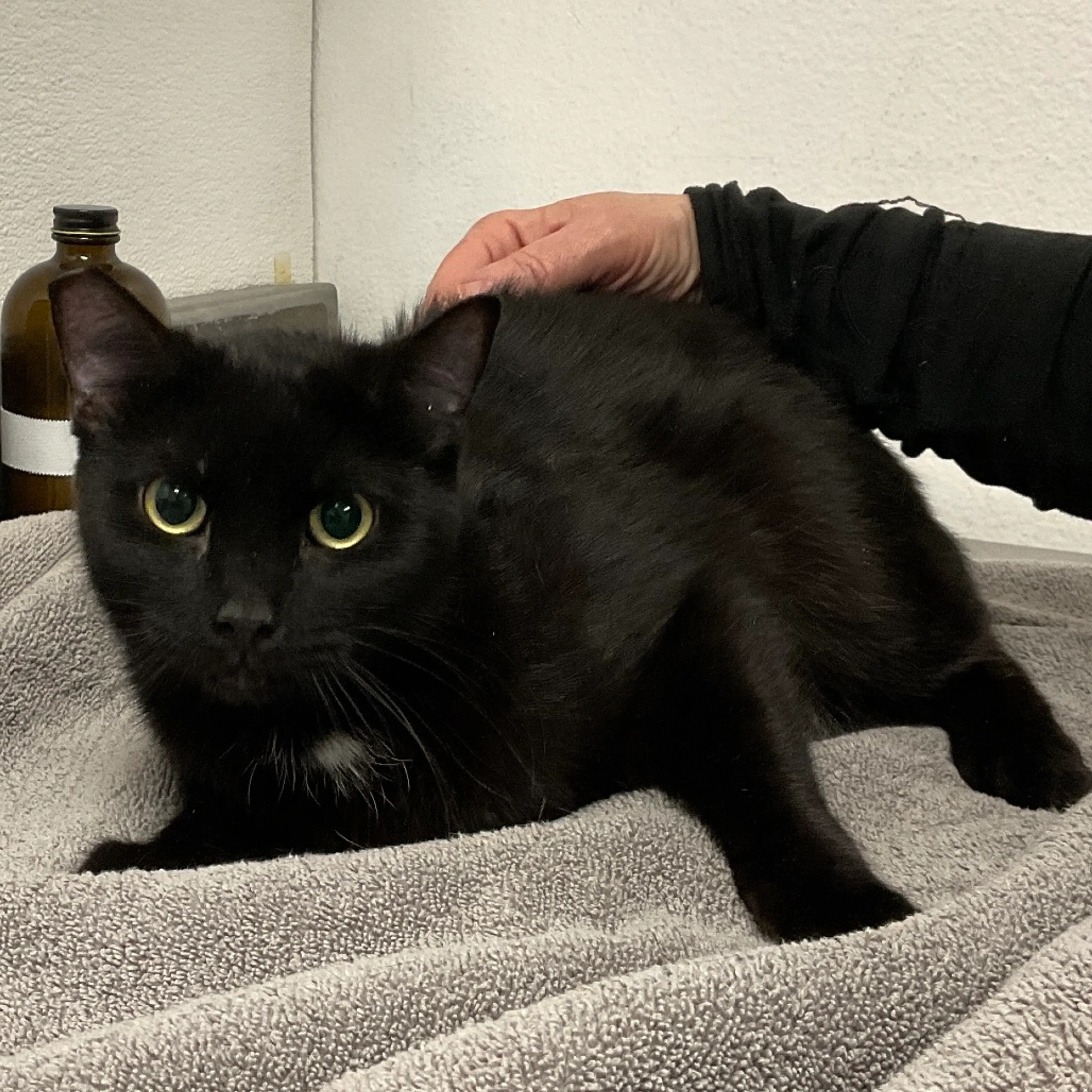 Found pet-1