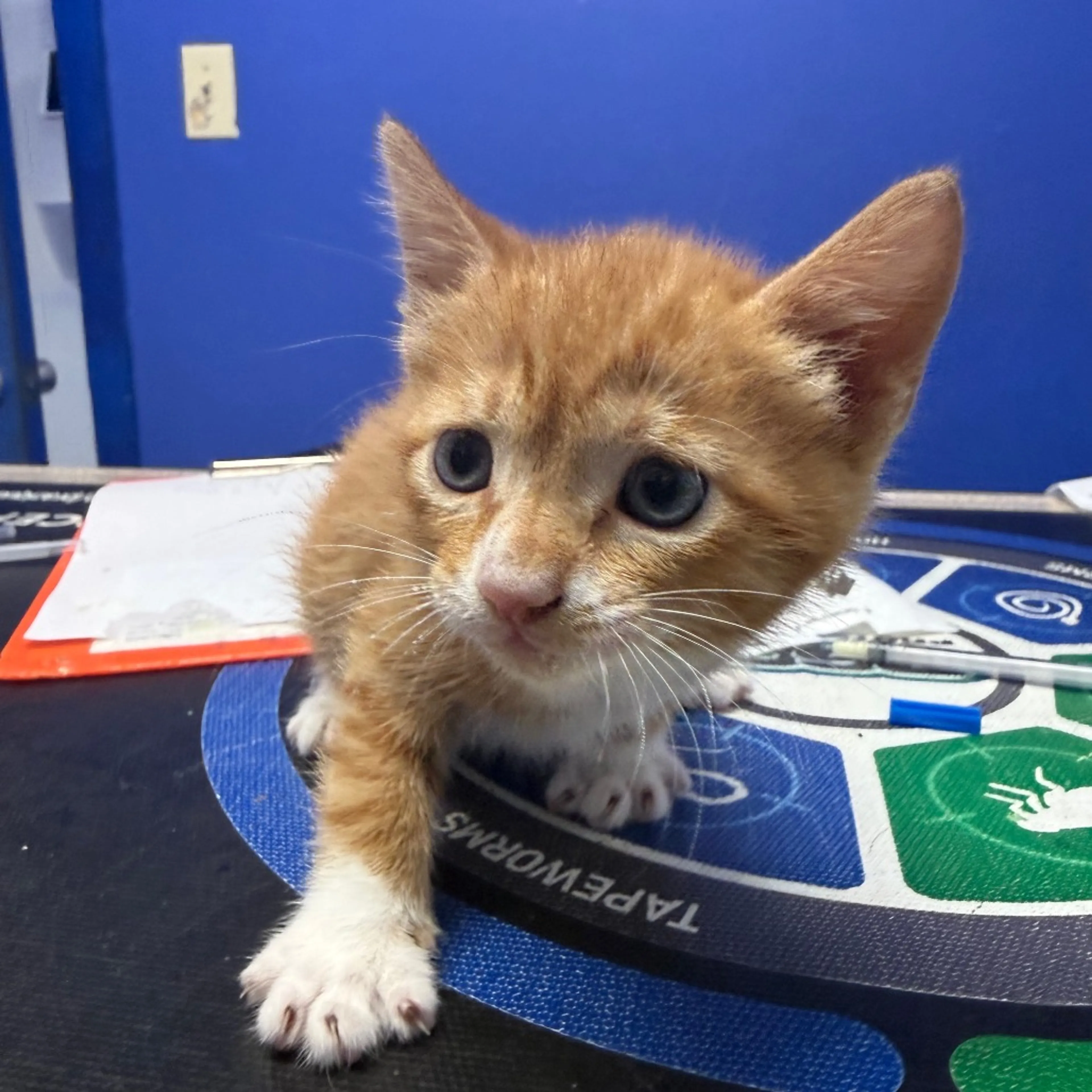 Found pet