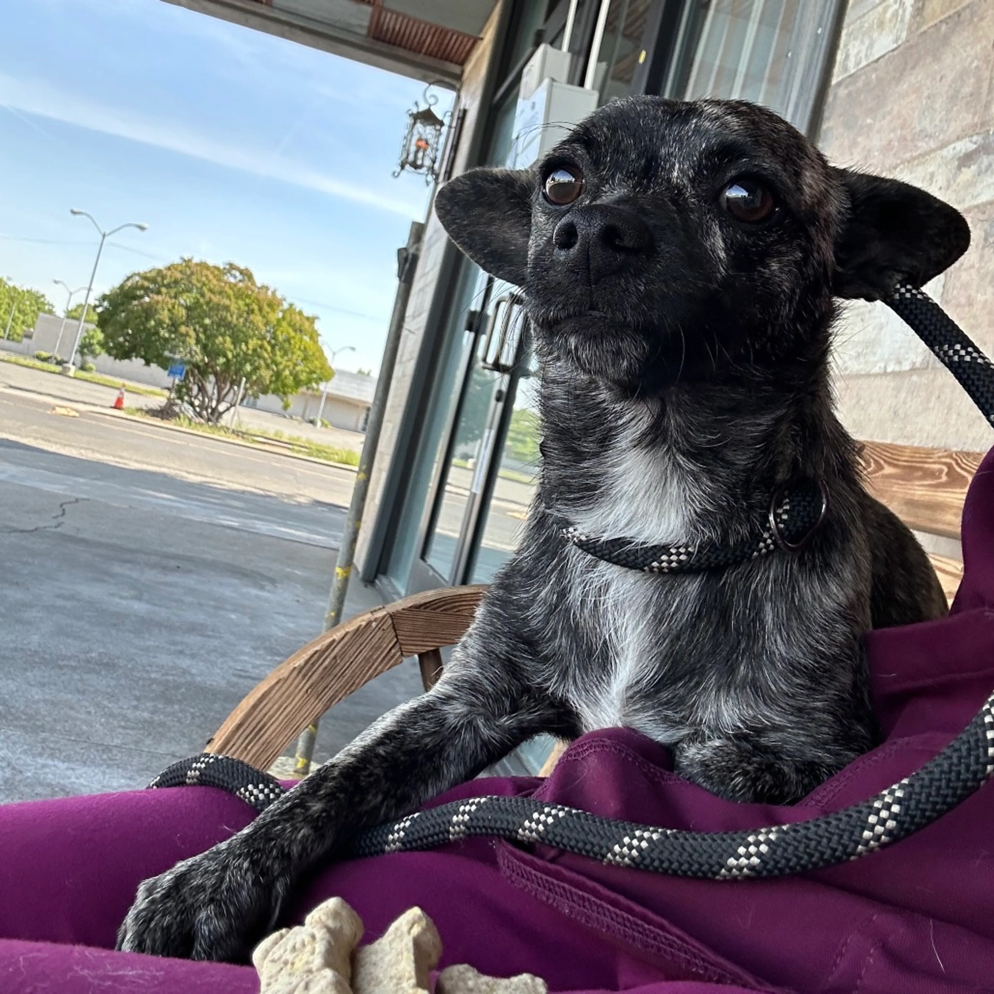 Found pet-1