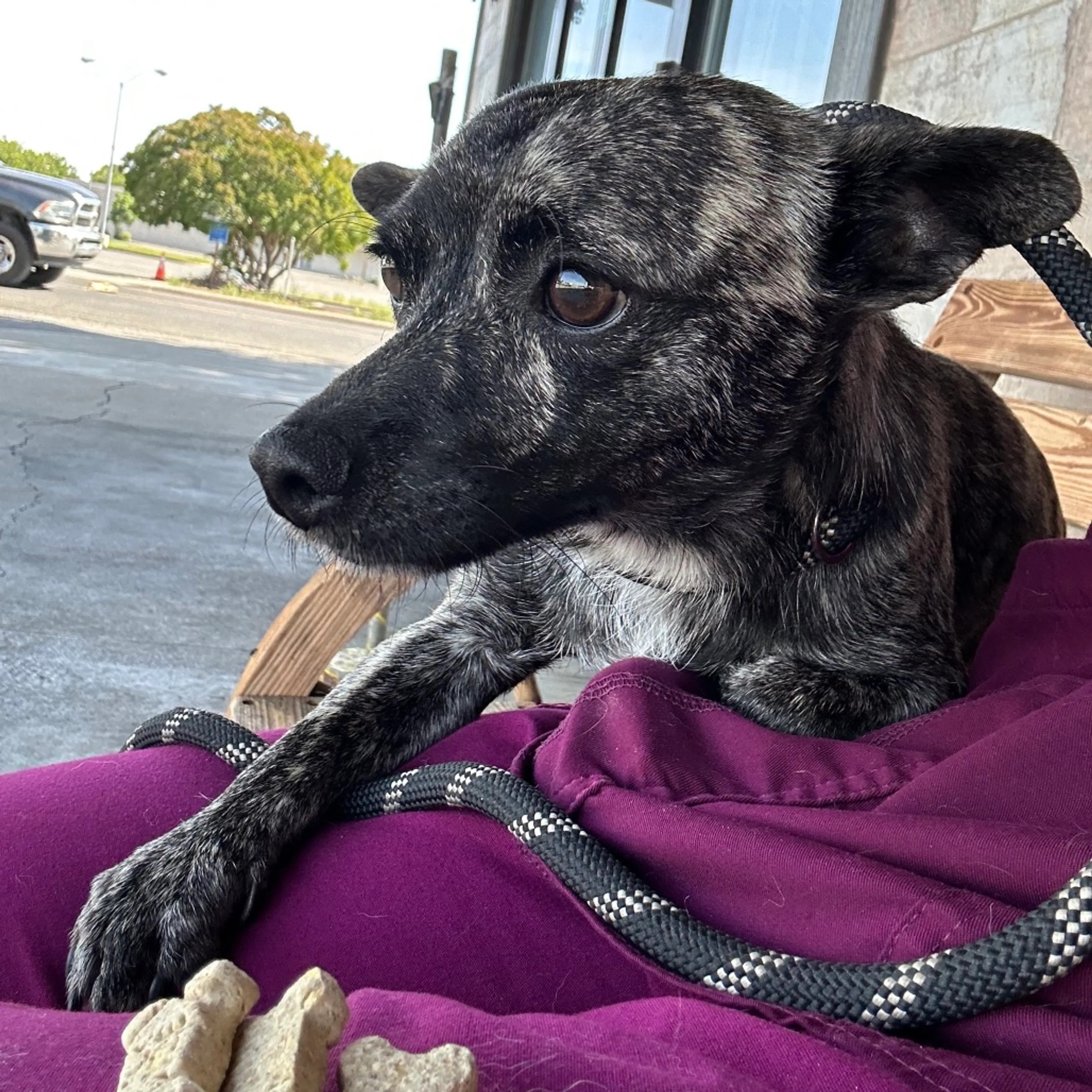 Found pet-2