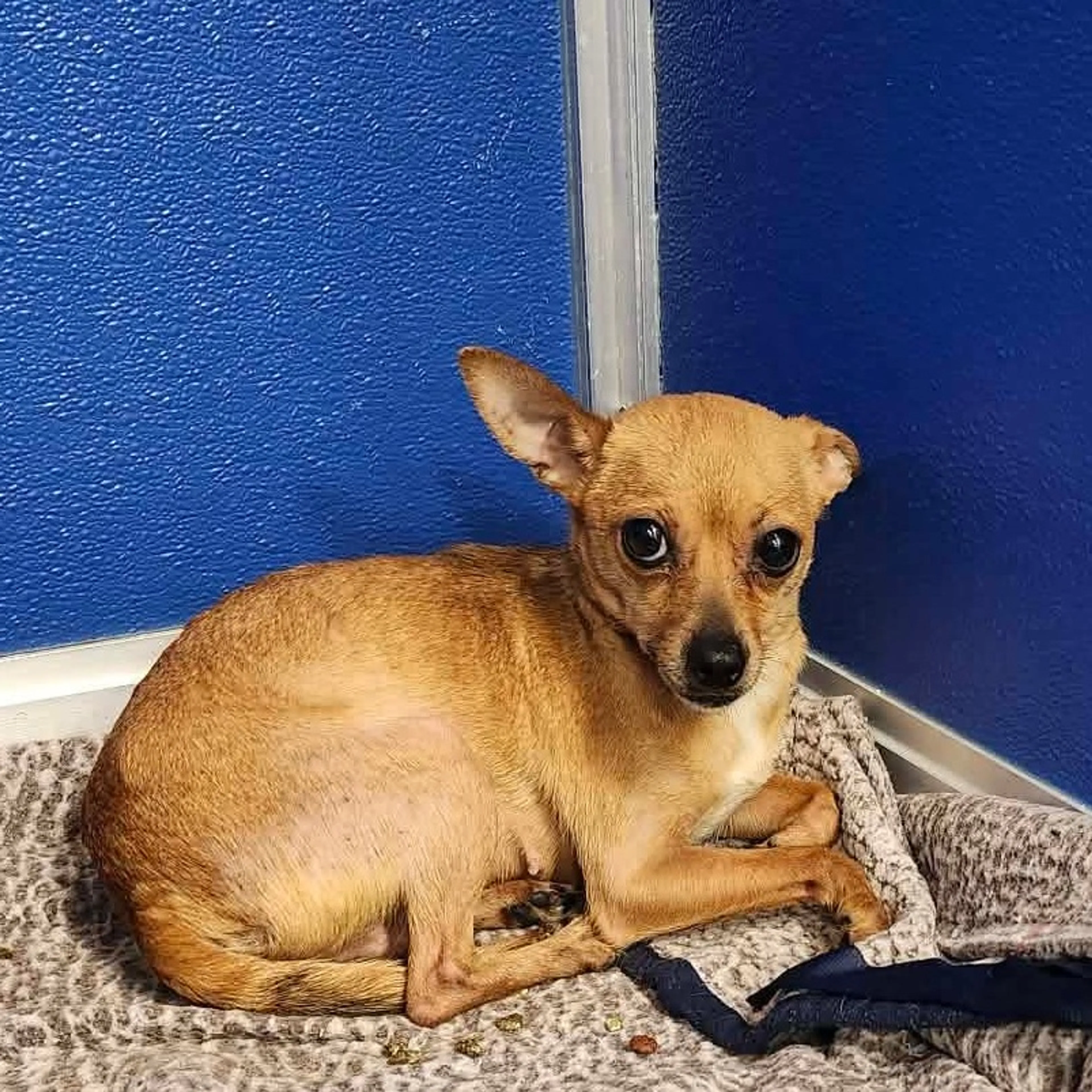 Found pet