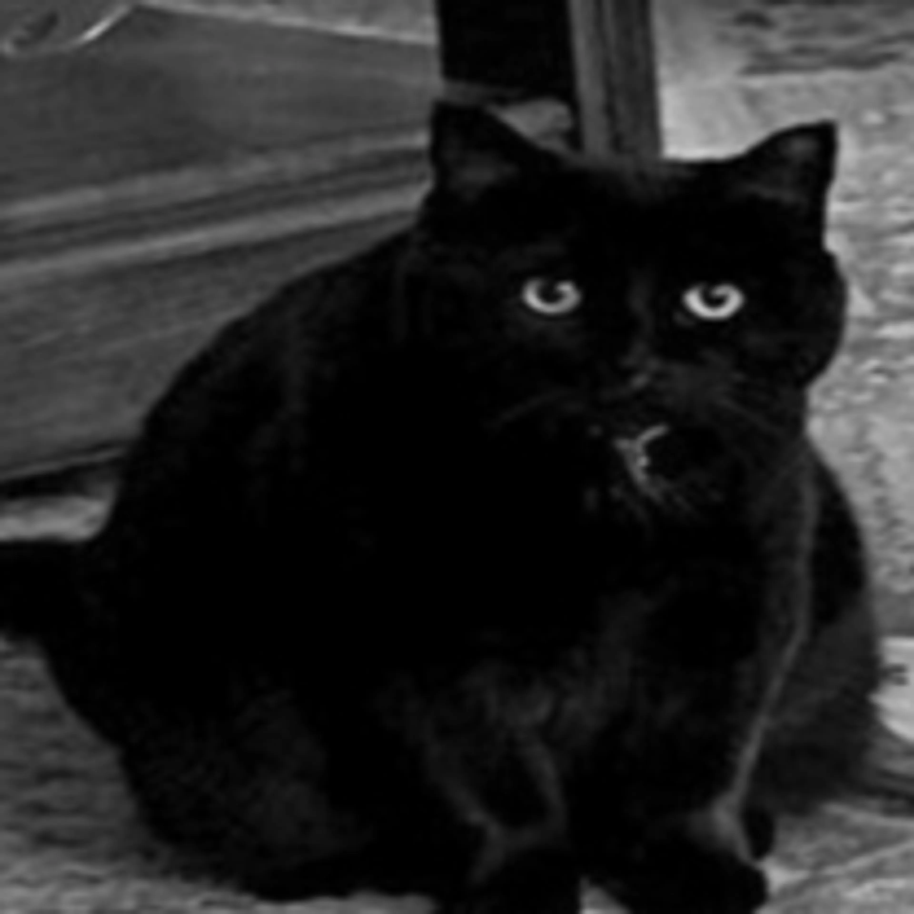 Lost pet-2