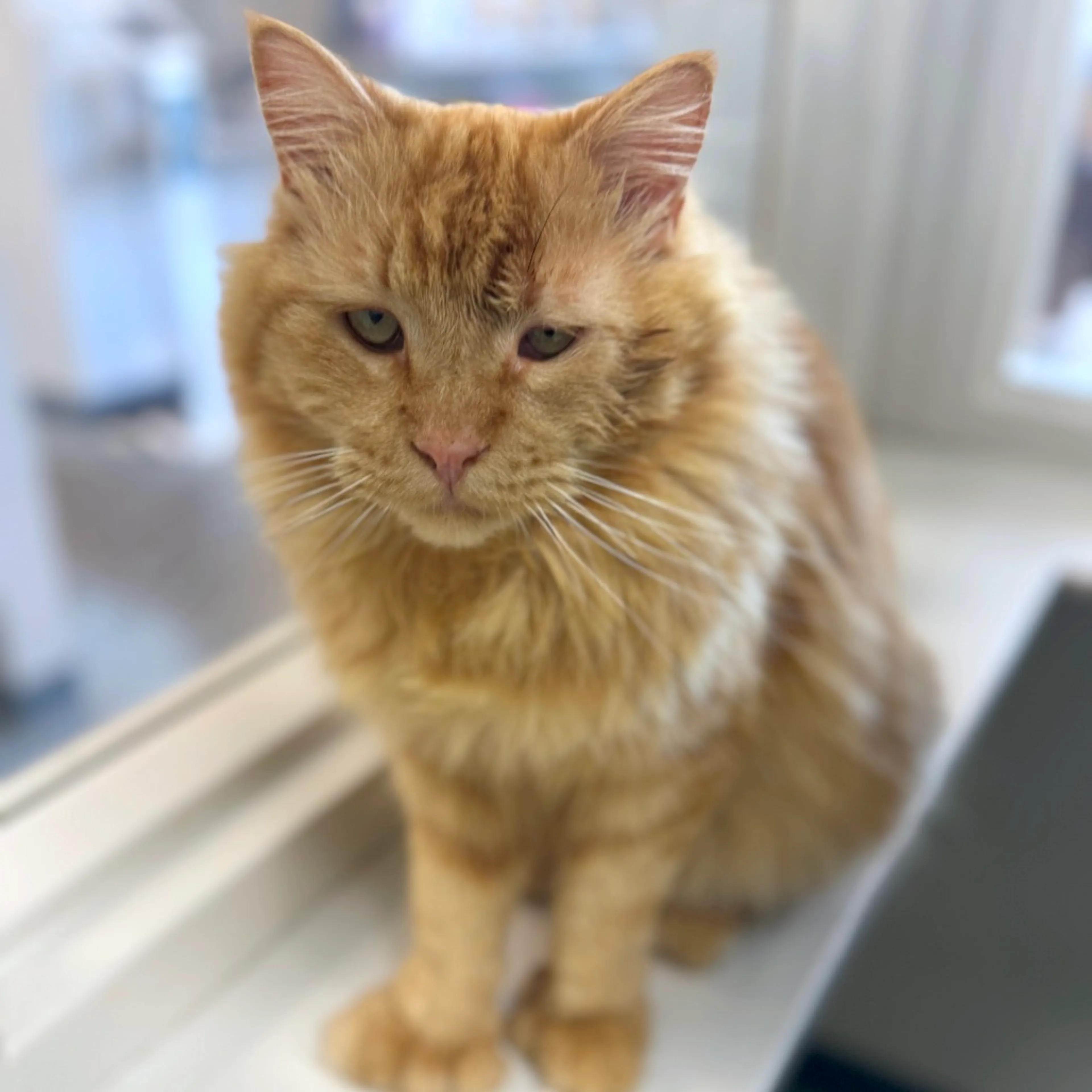 Found pet-3