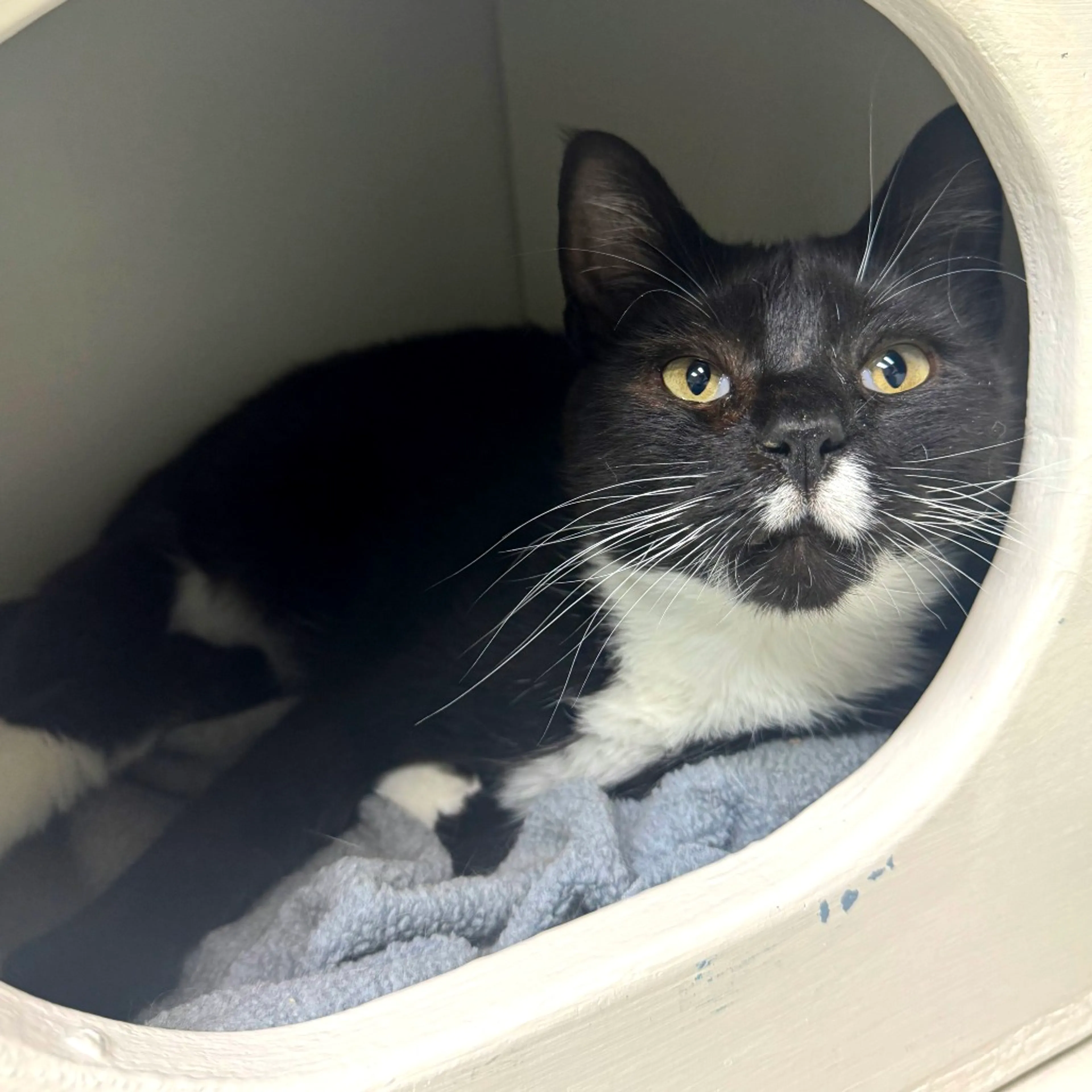 Found pet-1