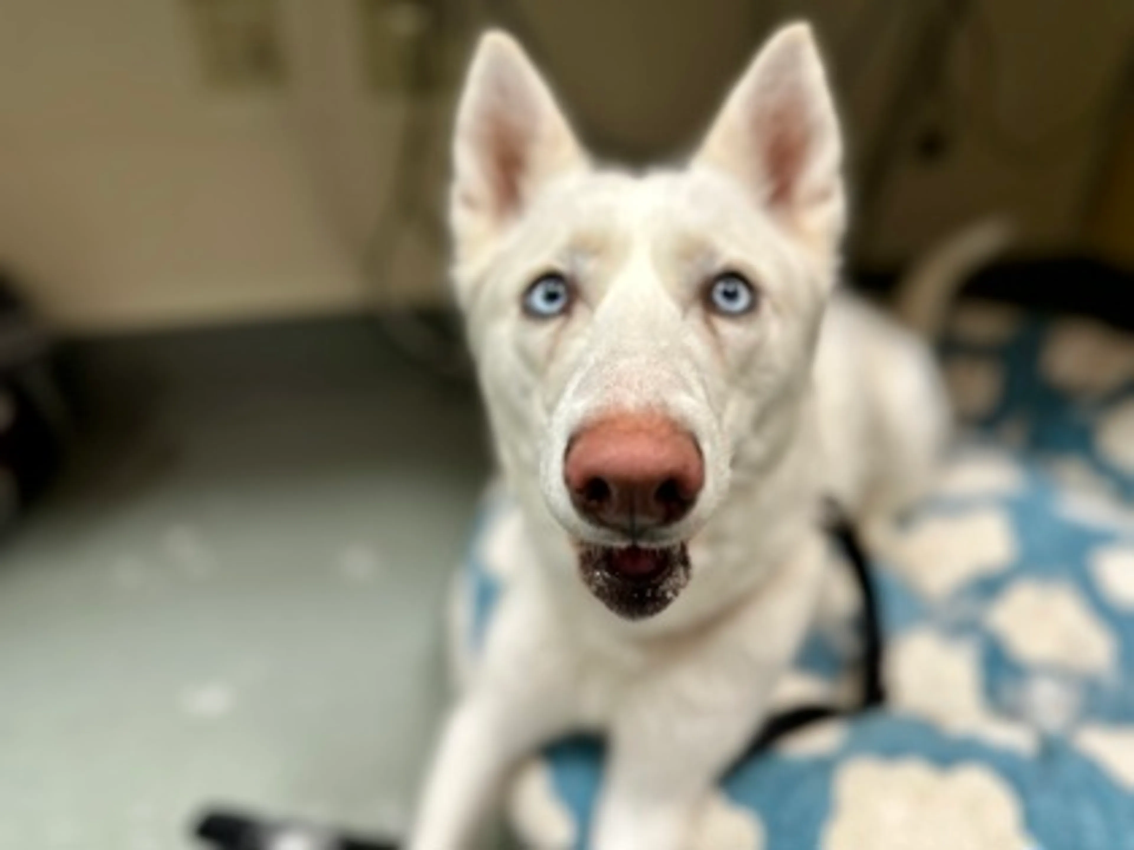 Found pet-1