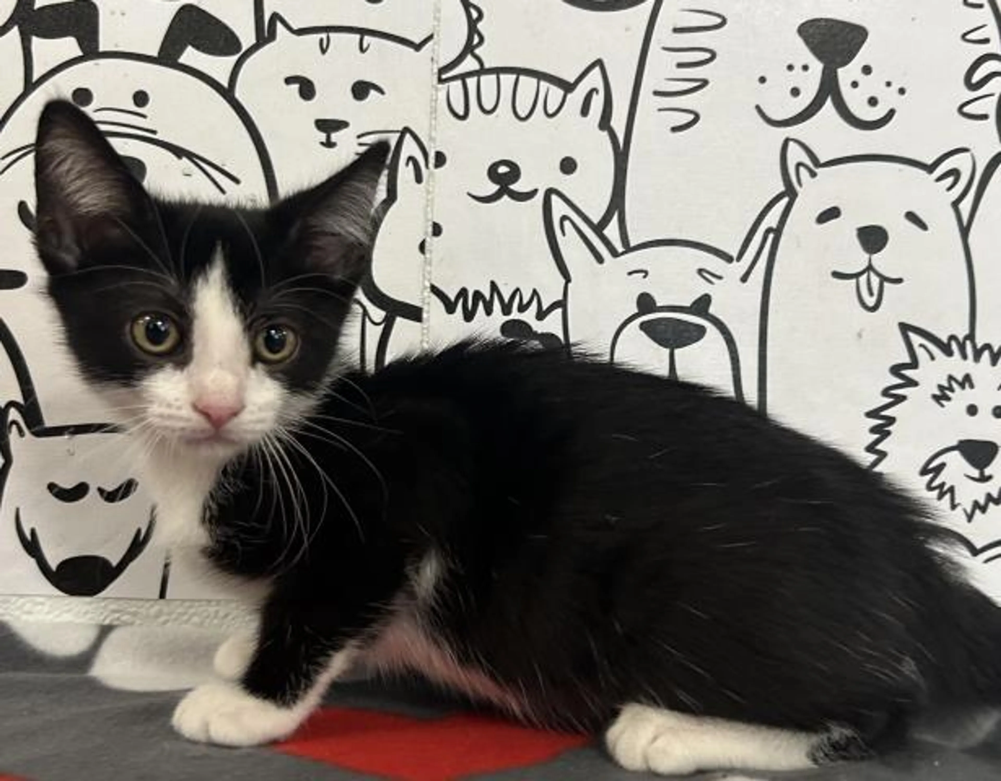 Found pet