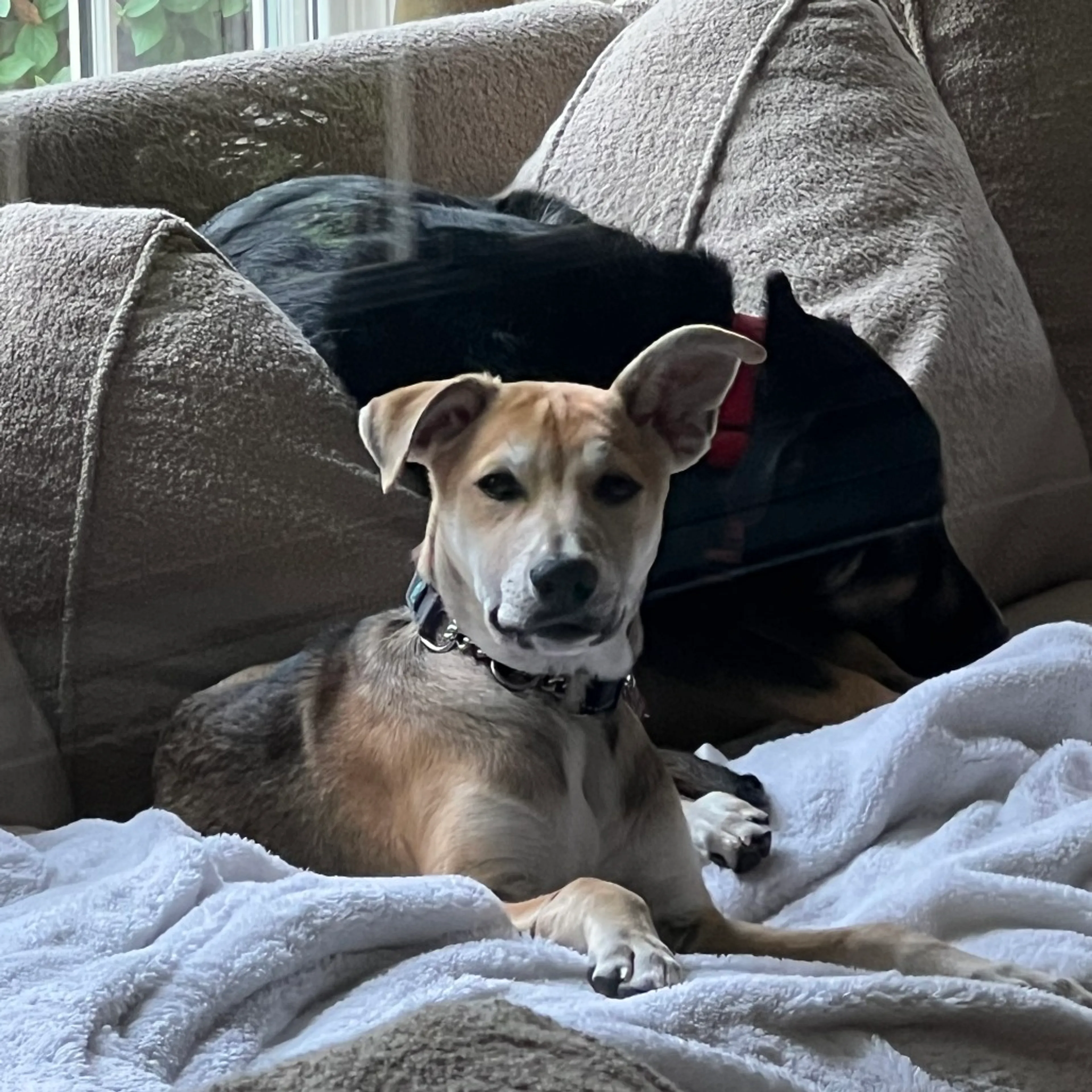 Found pet-12