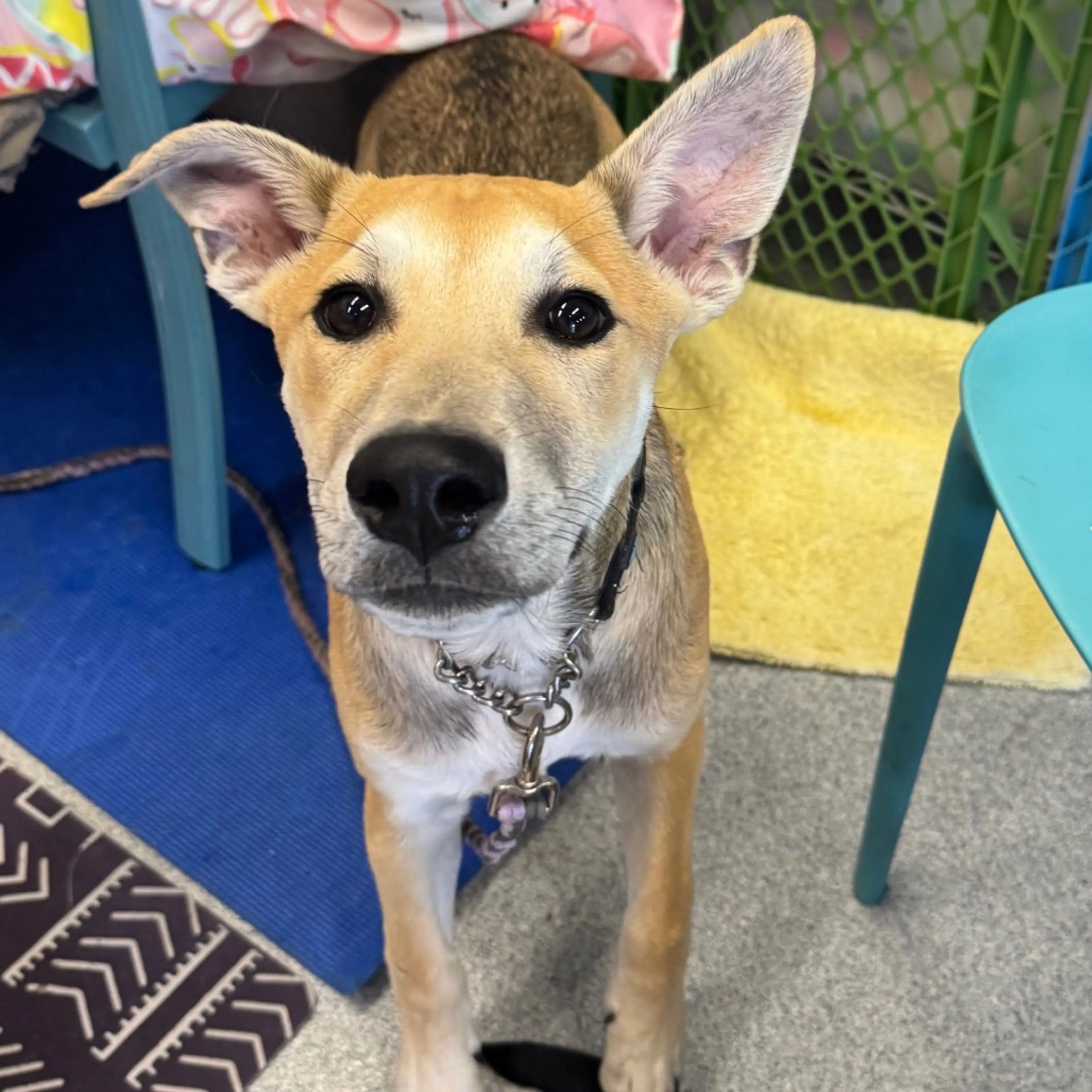Found pet-18