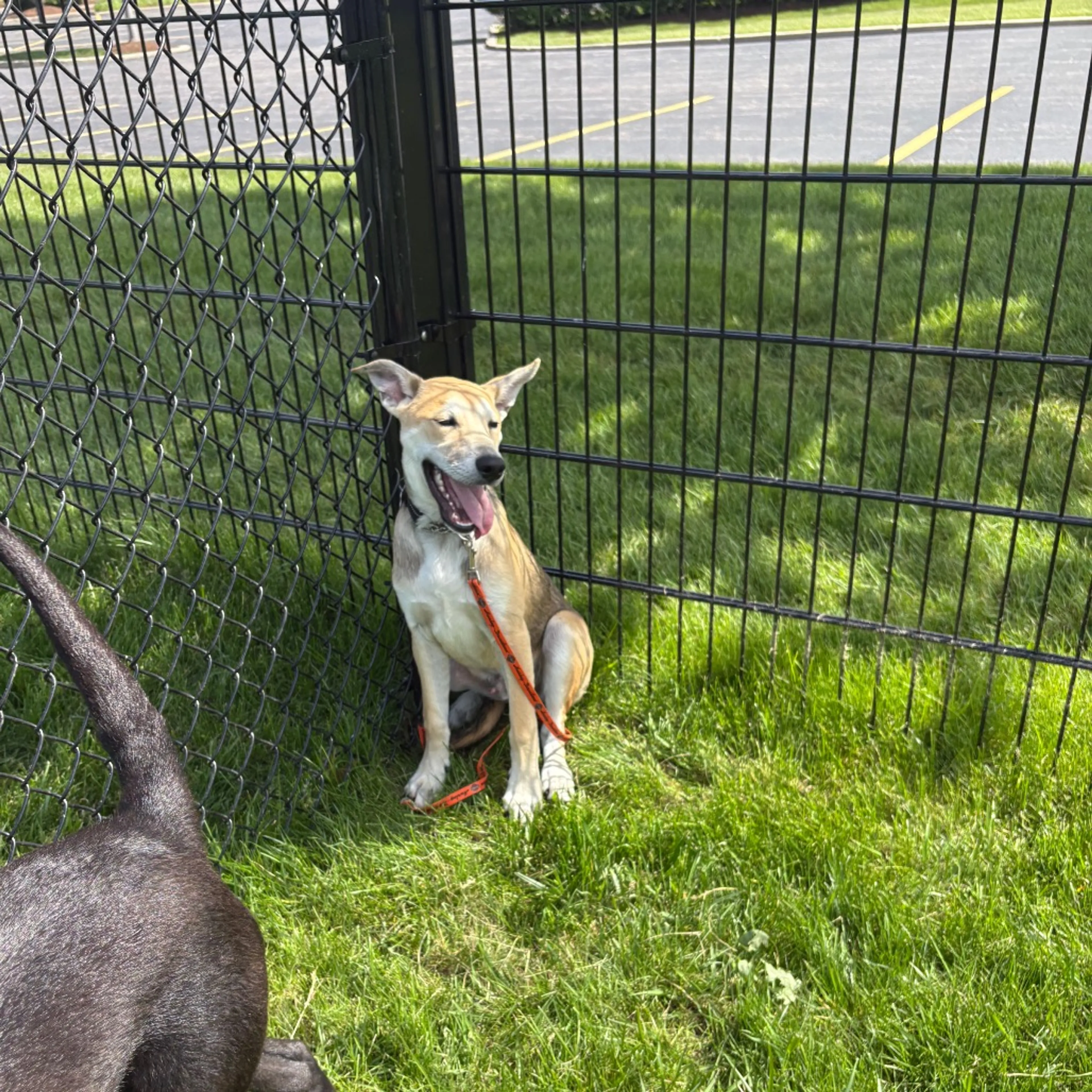 Found pet-22