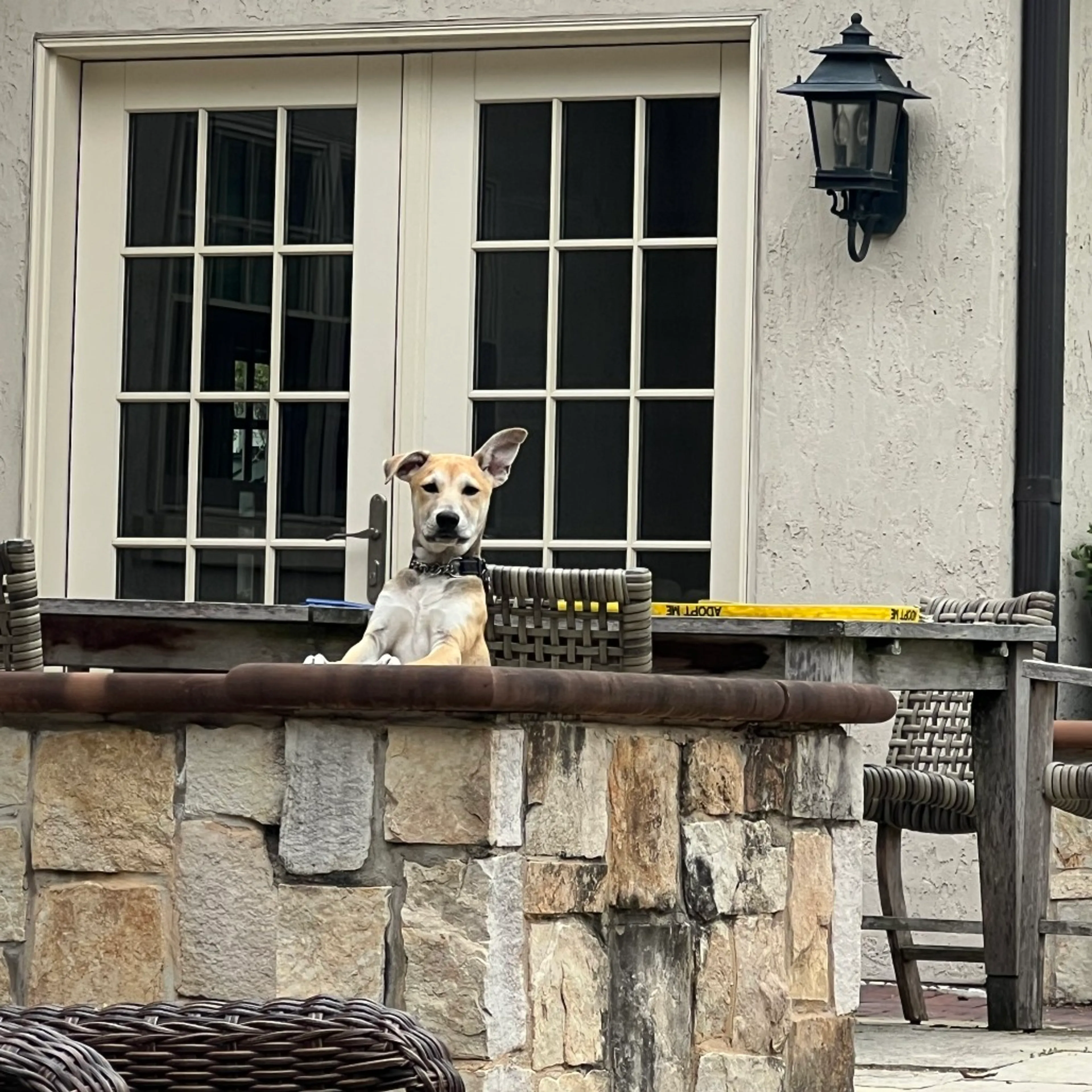 Found pet-9
