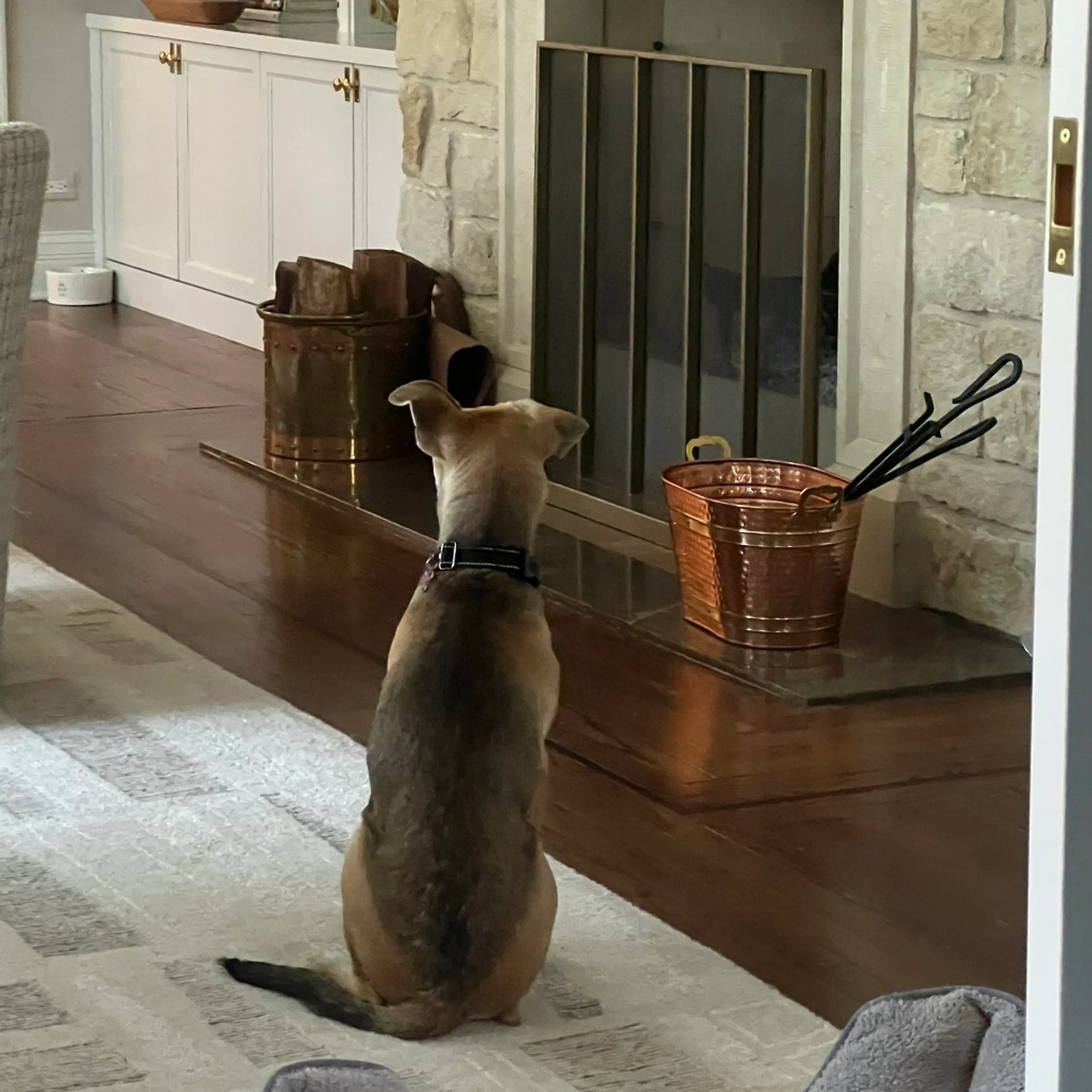 Found pet-11