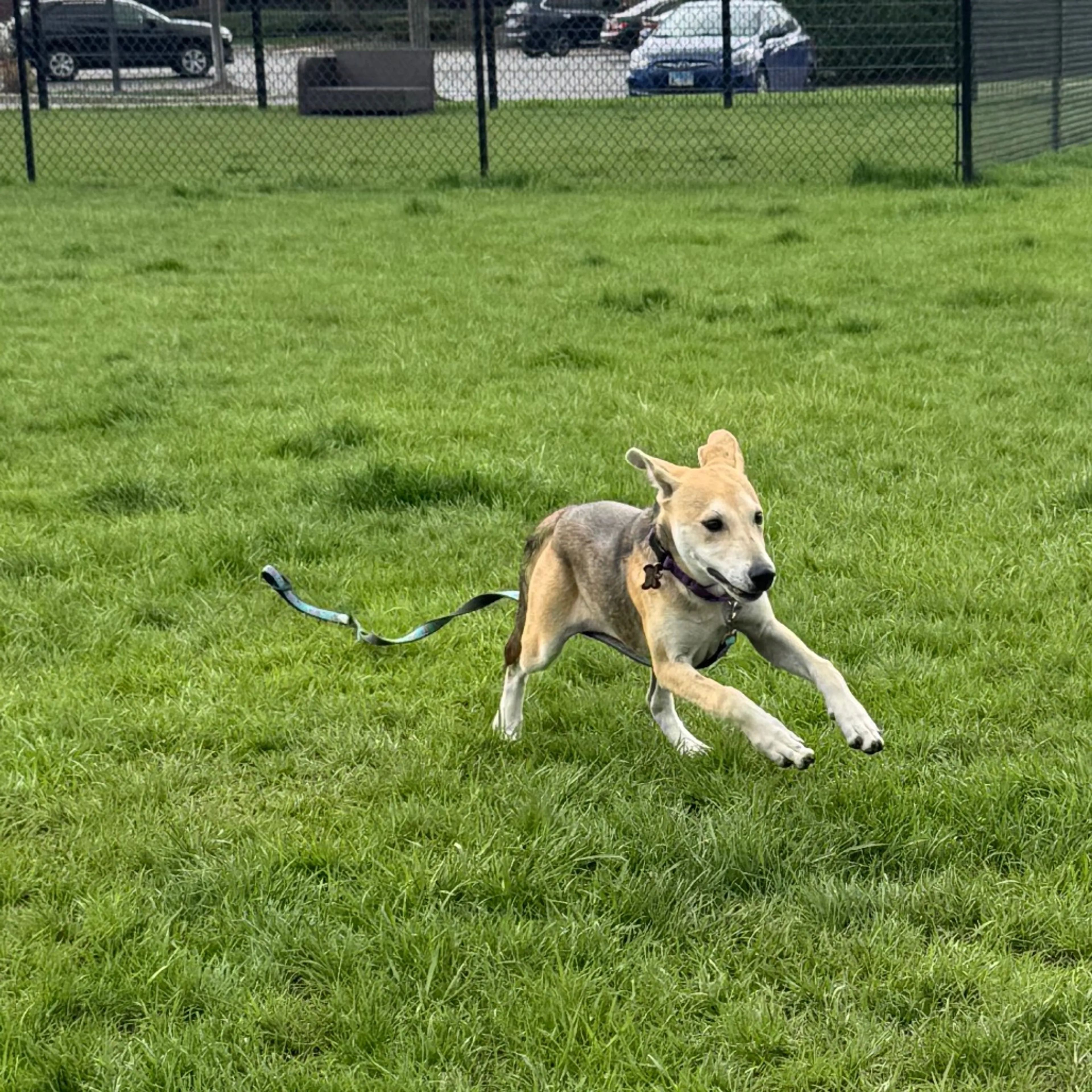 Found pet-5
