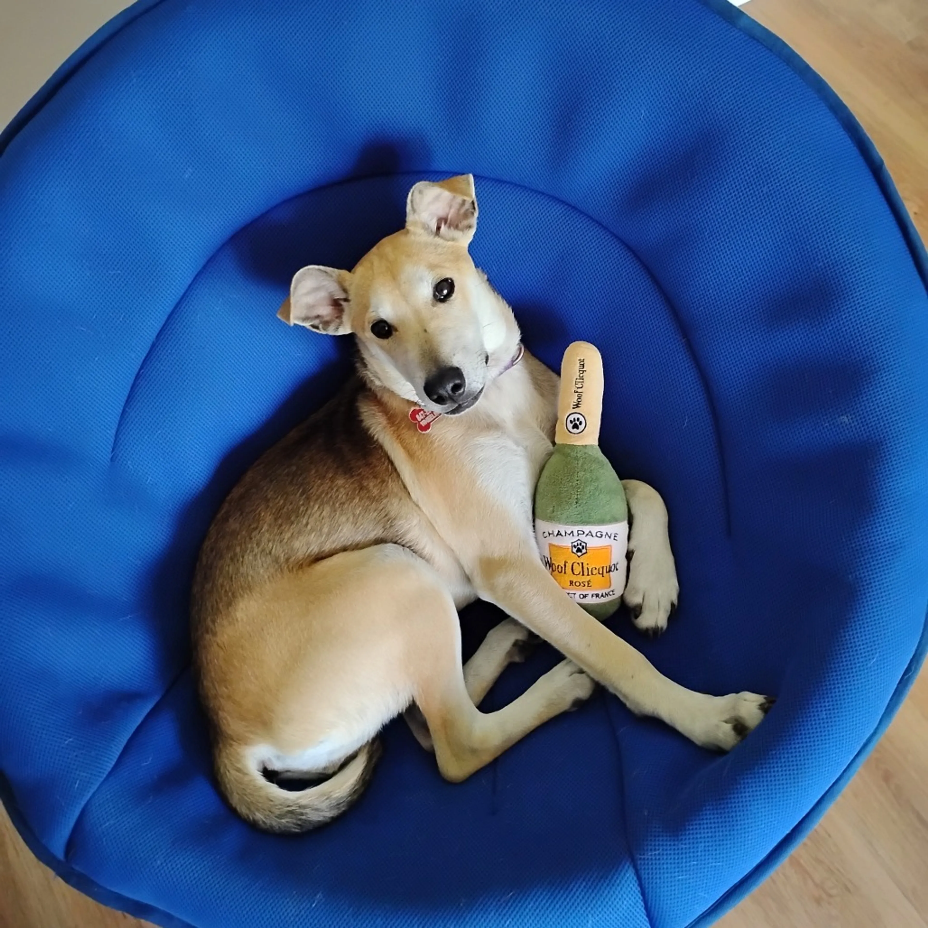 Found pet-0