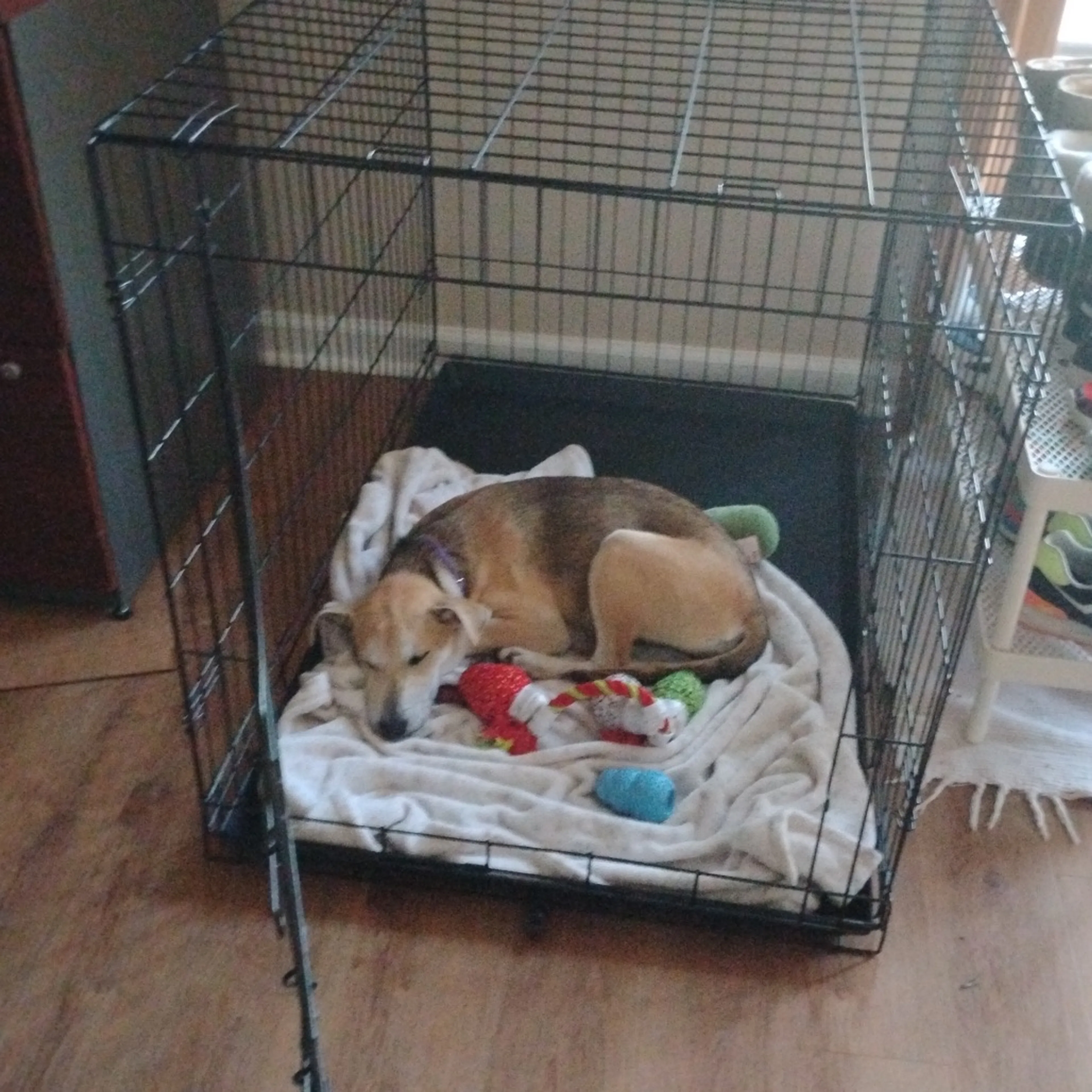 Found pet-28