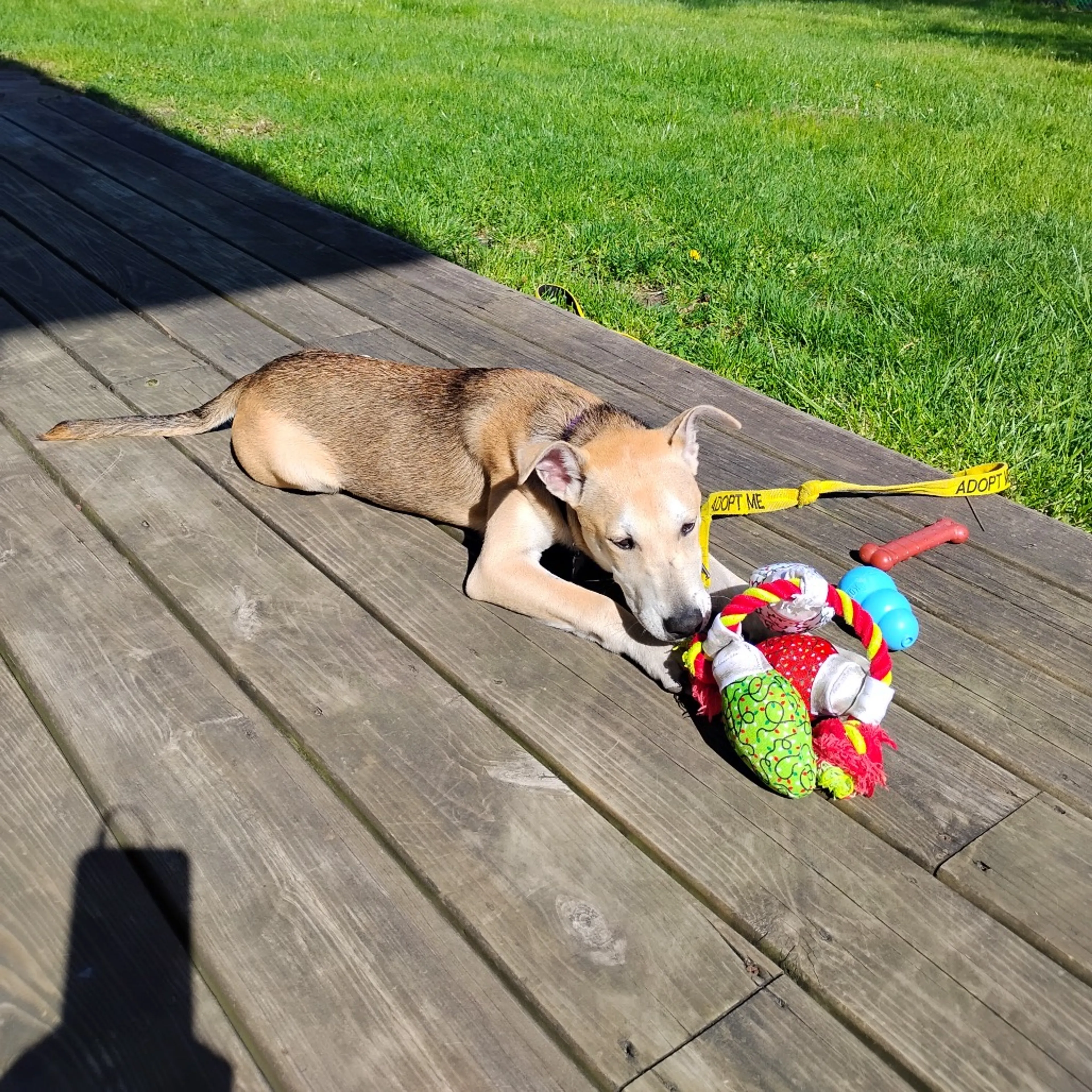 Found pet-25