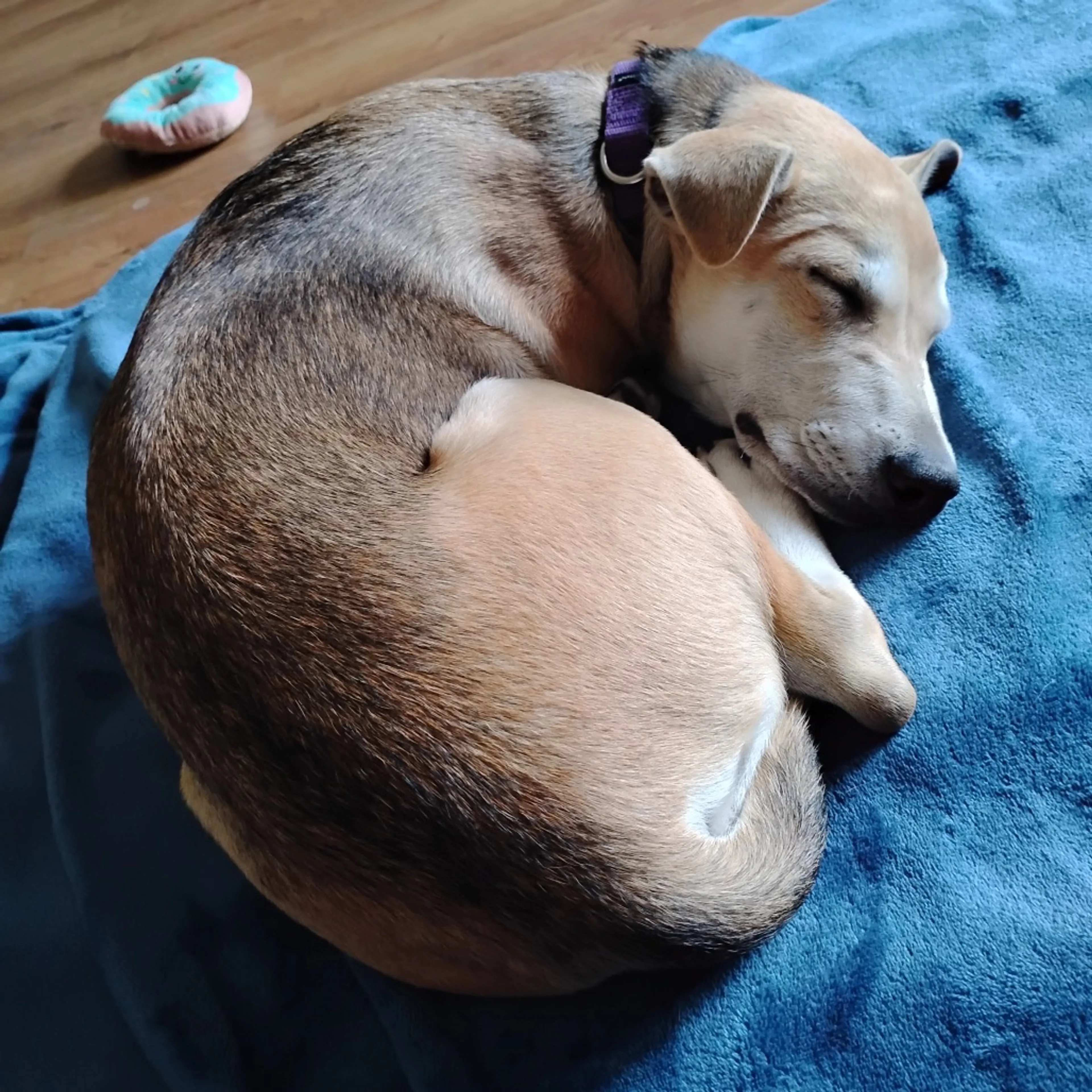 Found pet-26