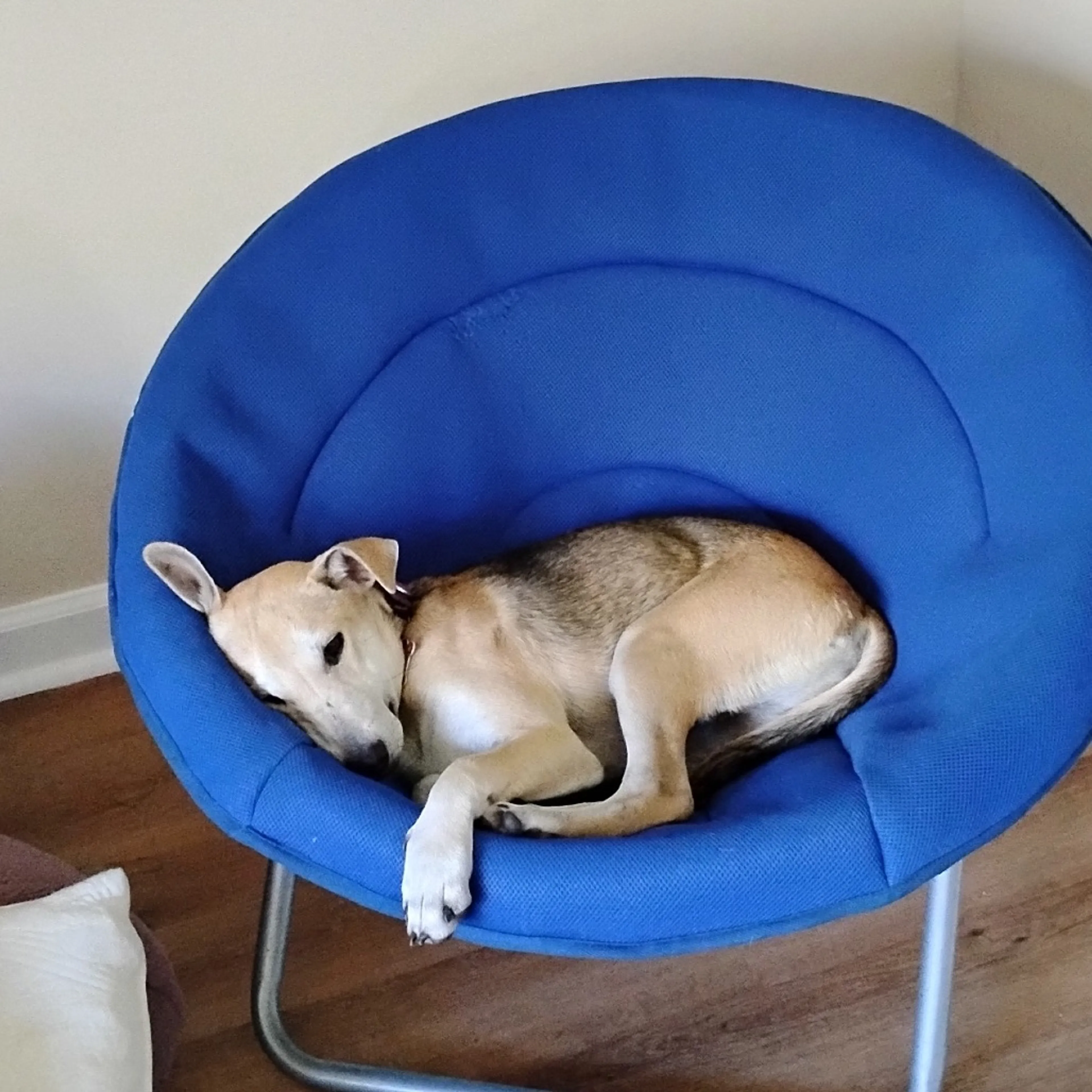 Found pet-27