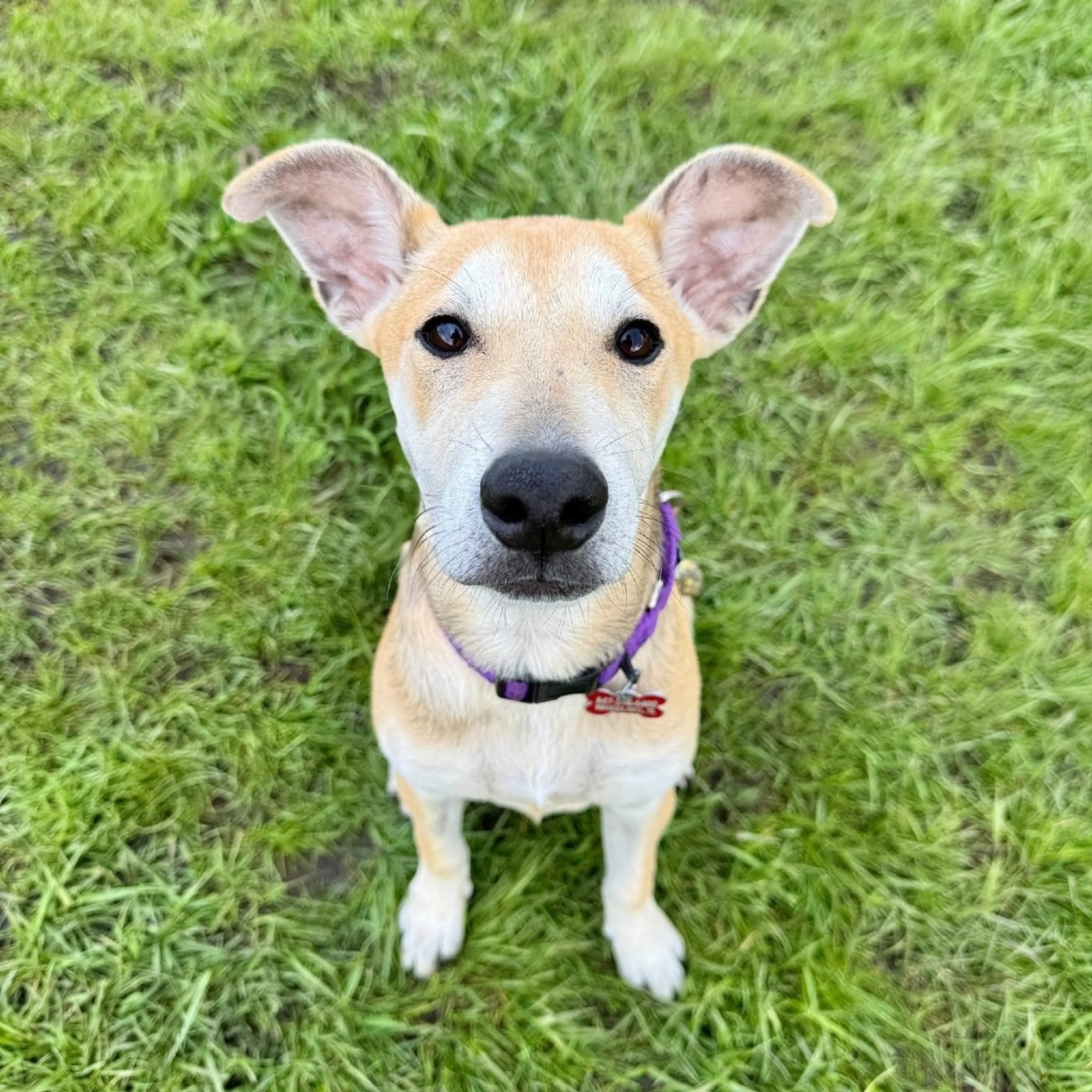 Found pet-24