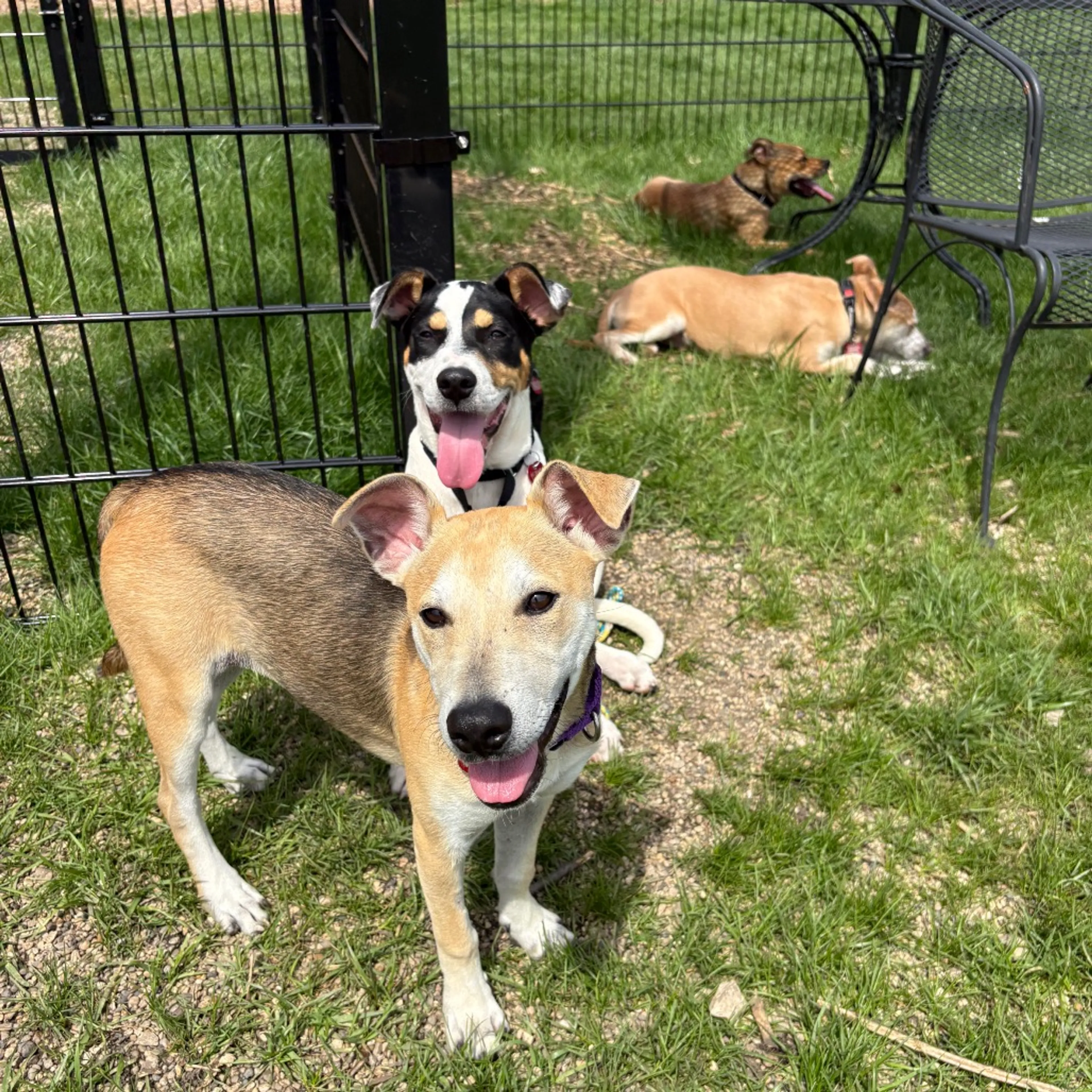 Found pet-14