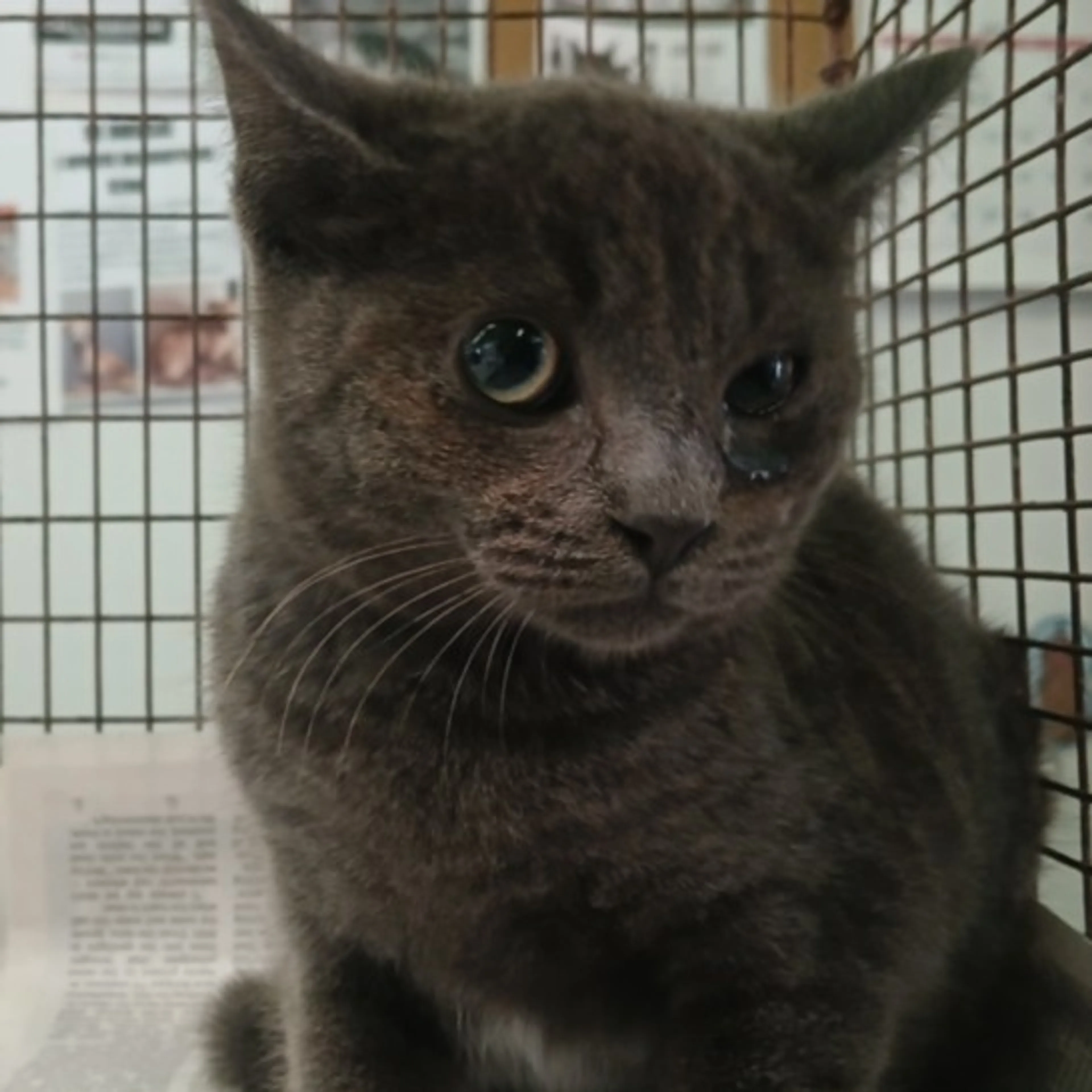 Found pet