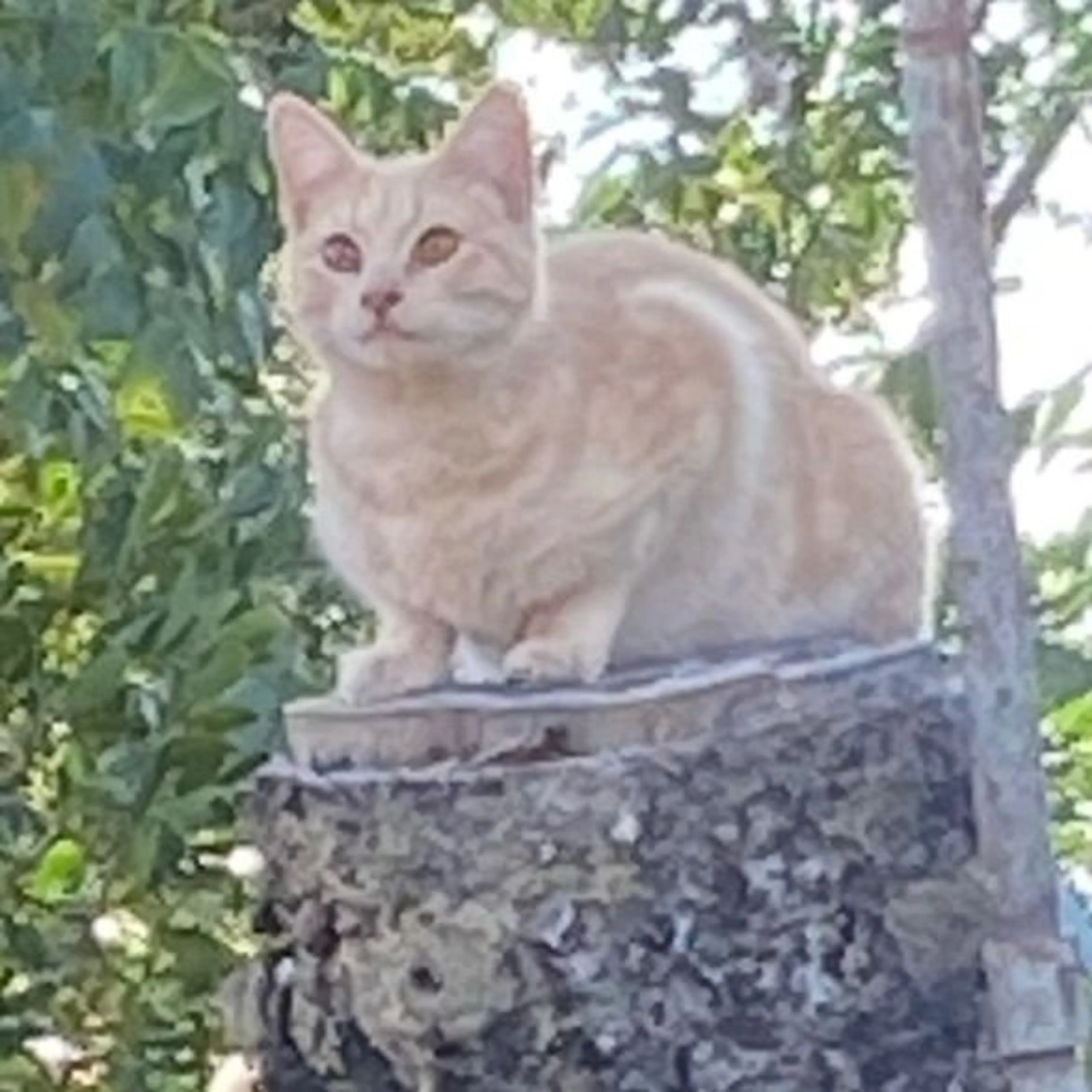 Lost pet-0