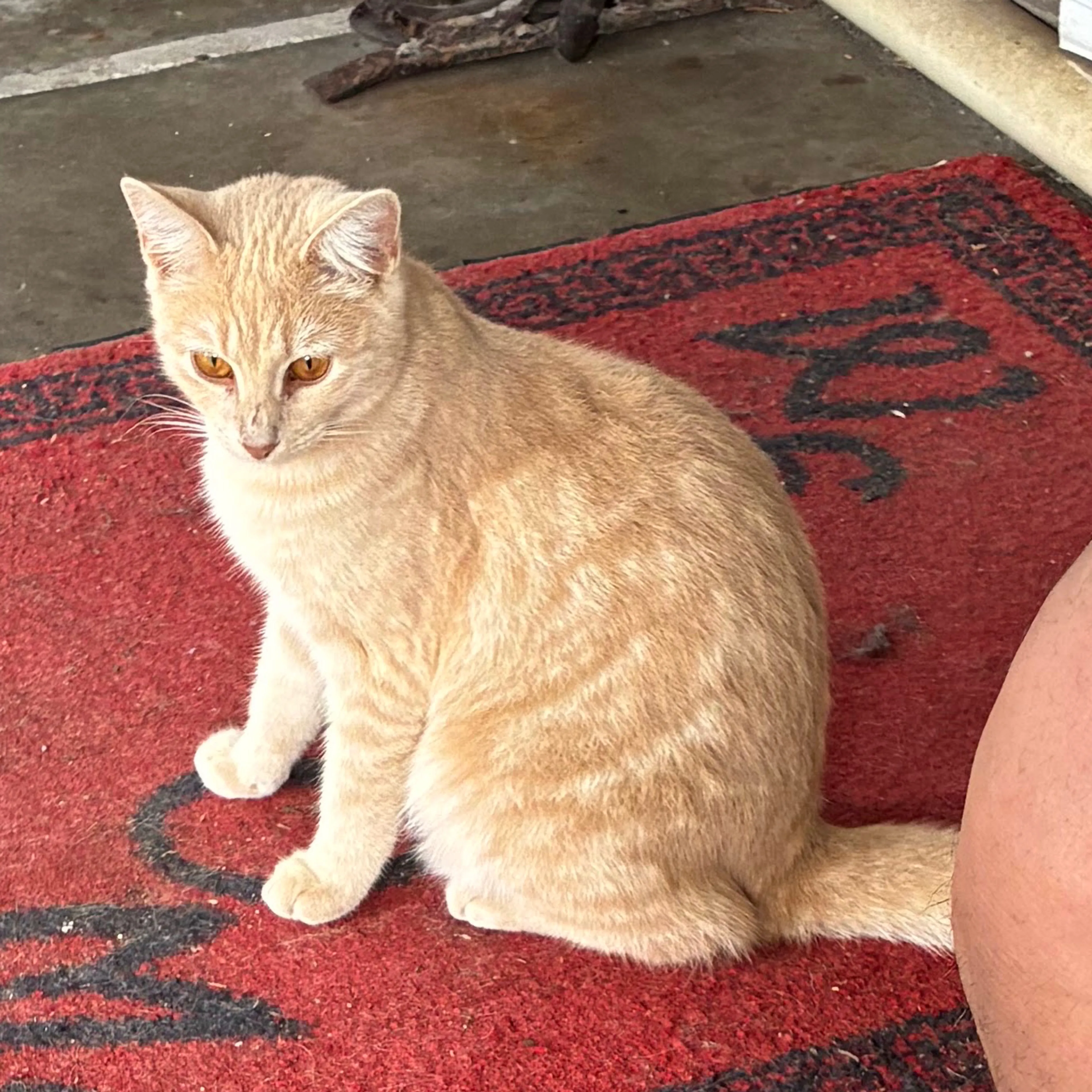 Lost pet-3