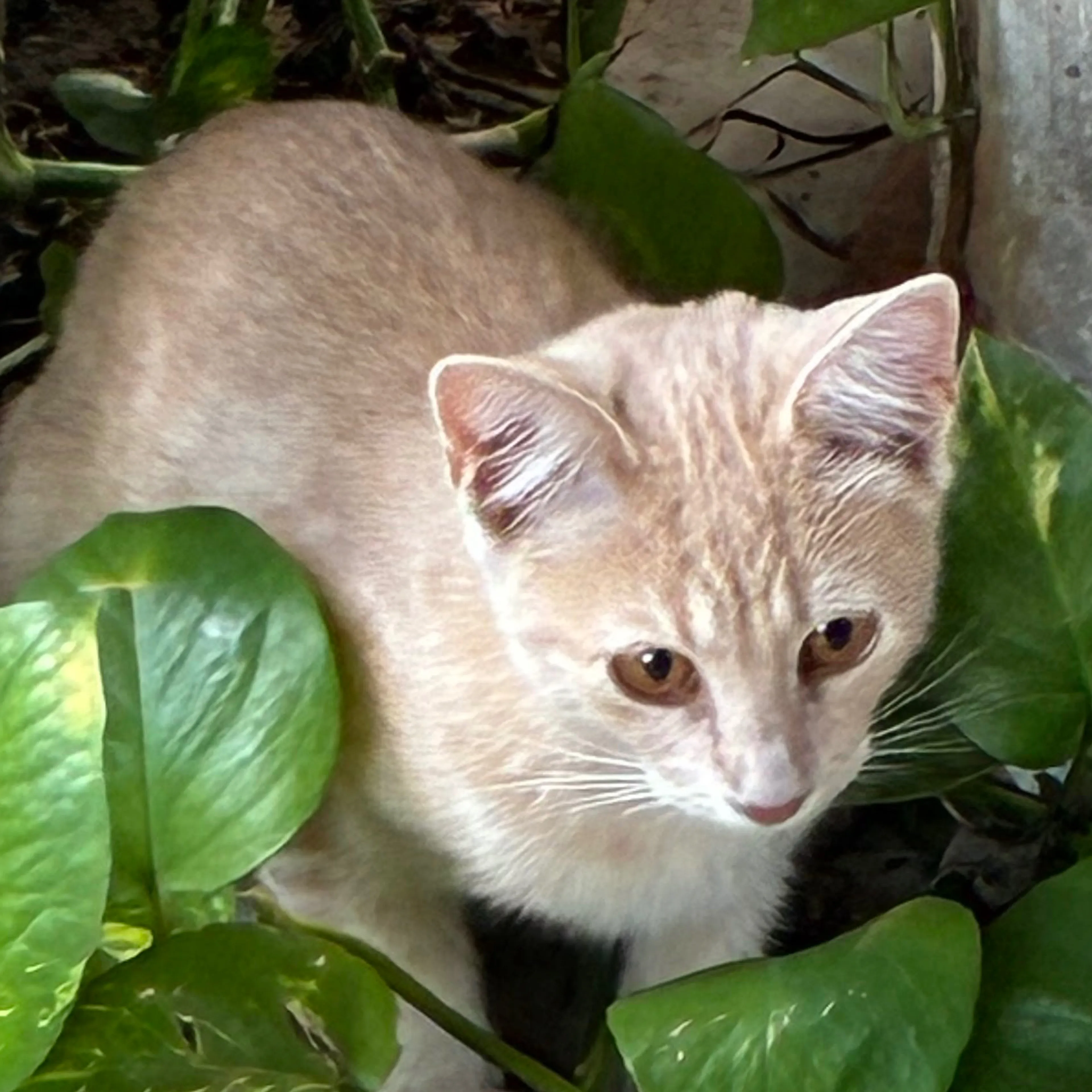 Lost pet-1