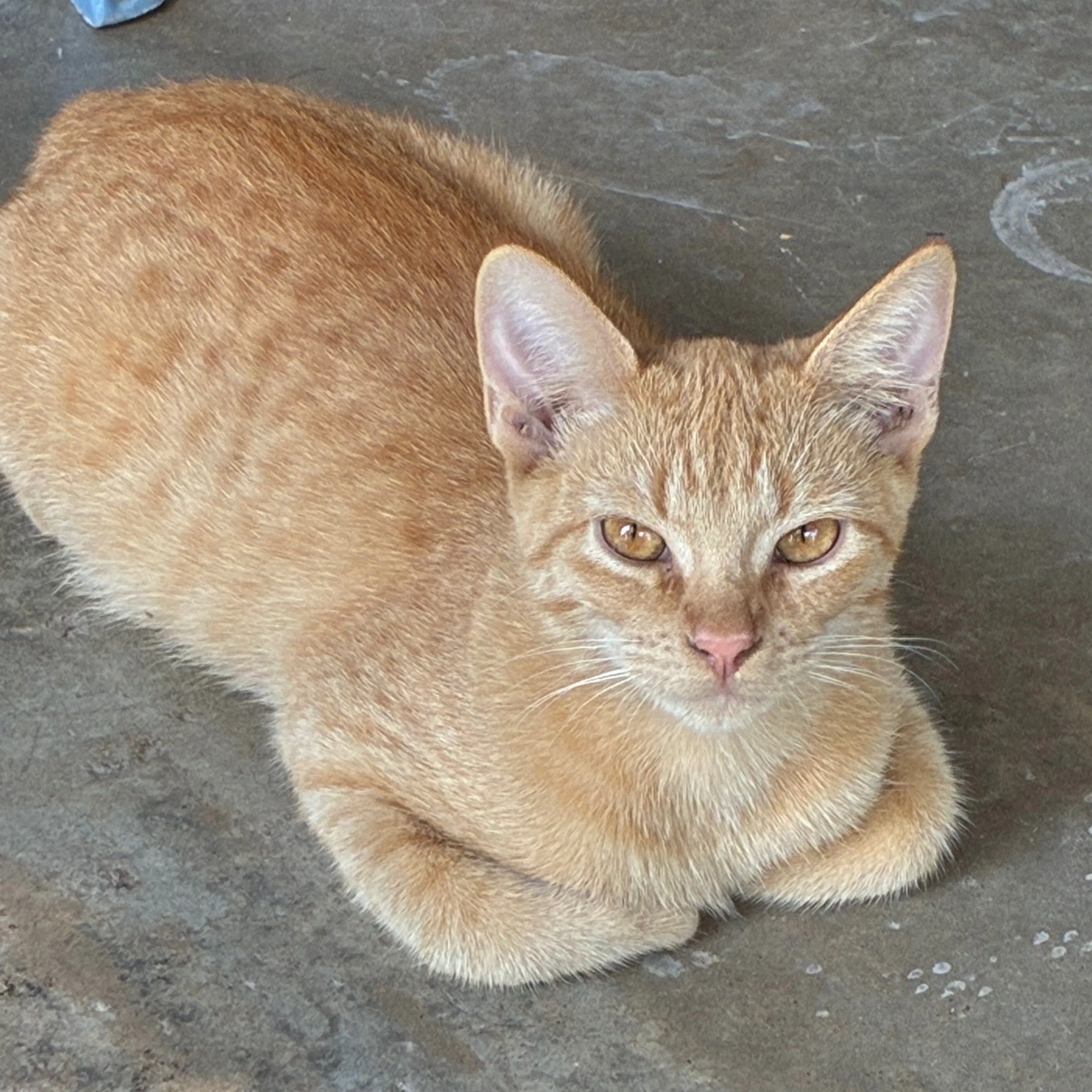 Lost pet-2