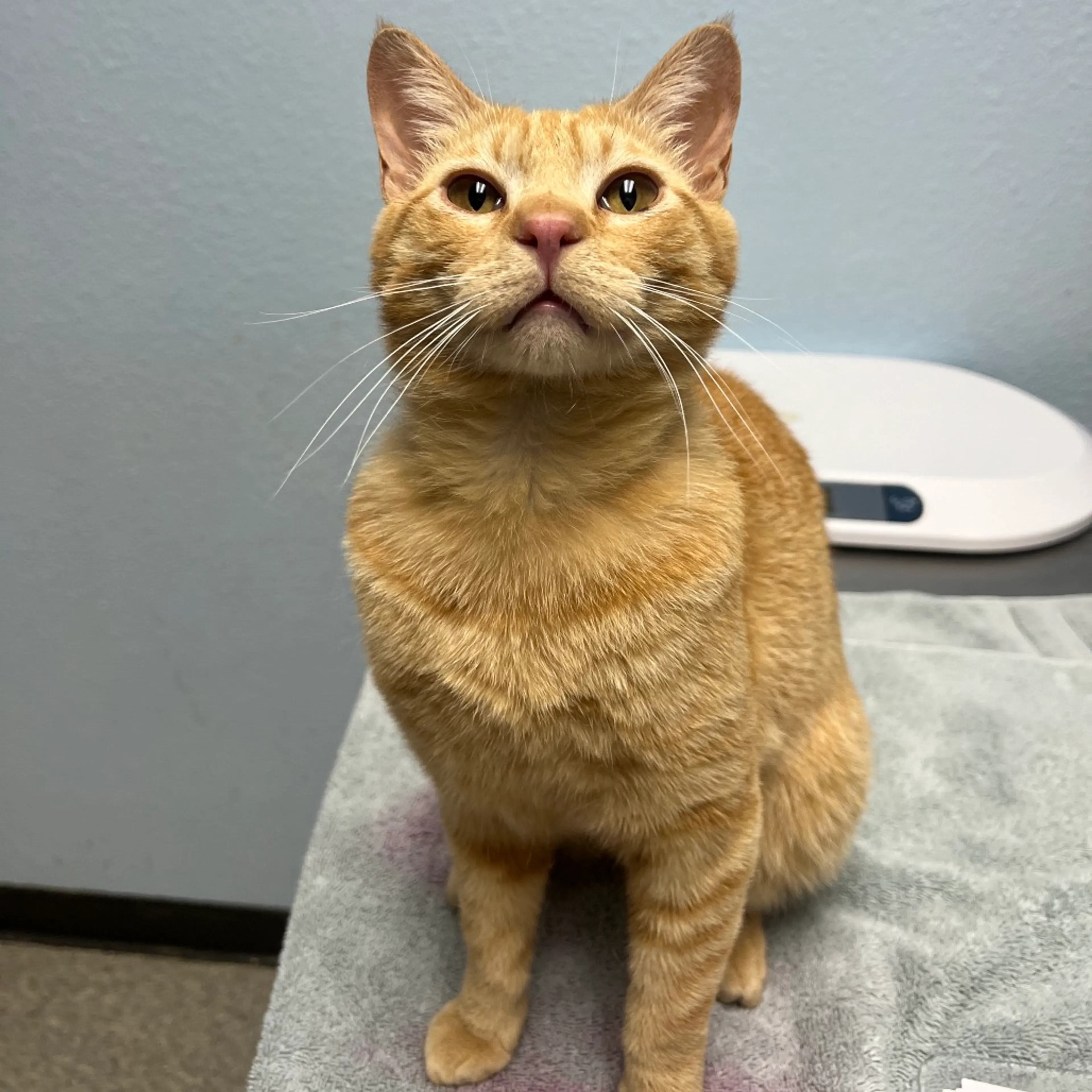 Found pet-2
